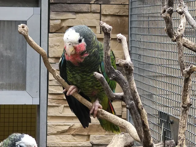 Amazoňan Kubánsky  1,0