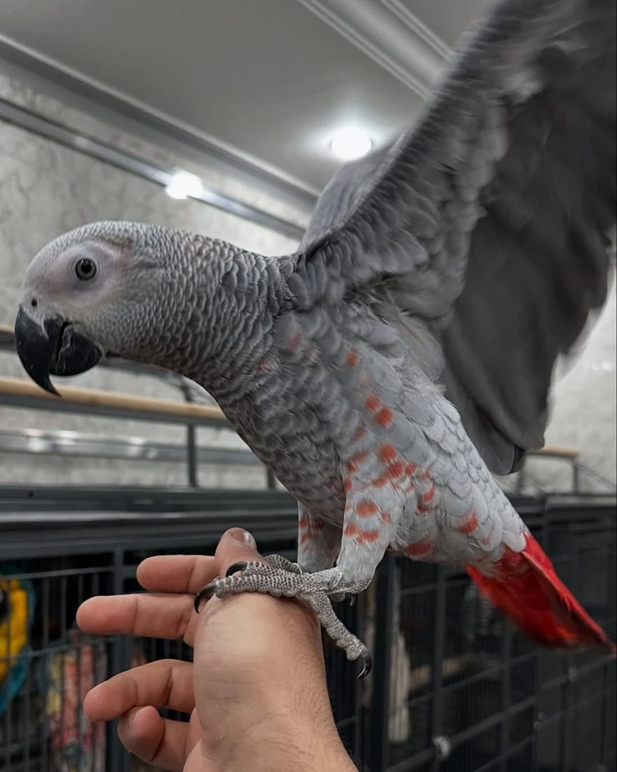 African Grey Parrots with rare factor Feathers for SALE