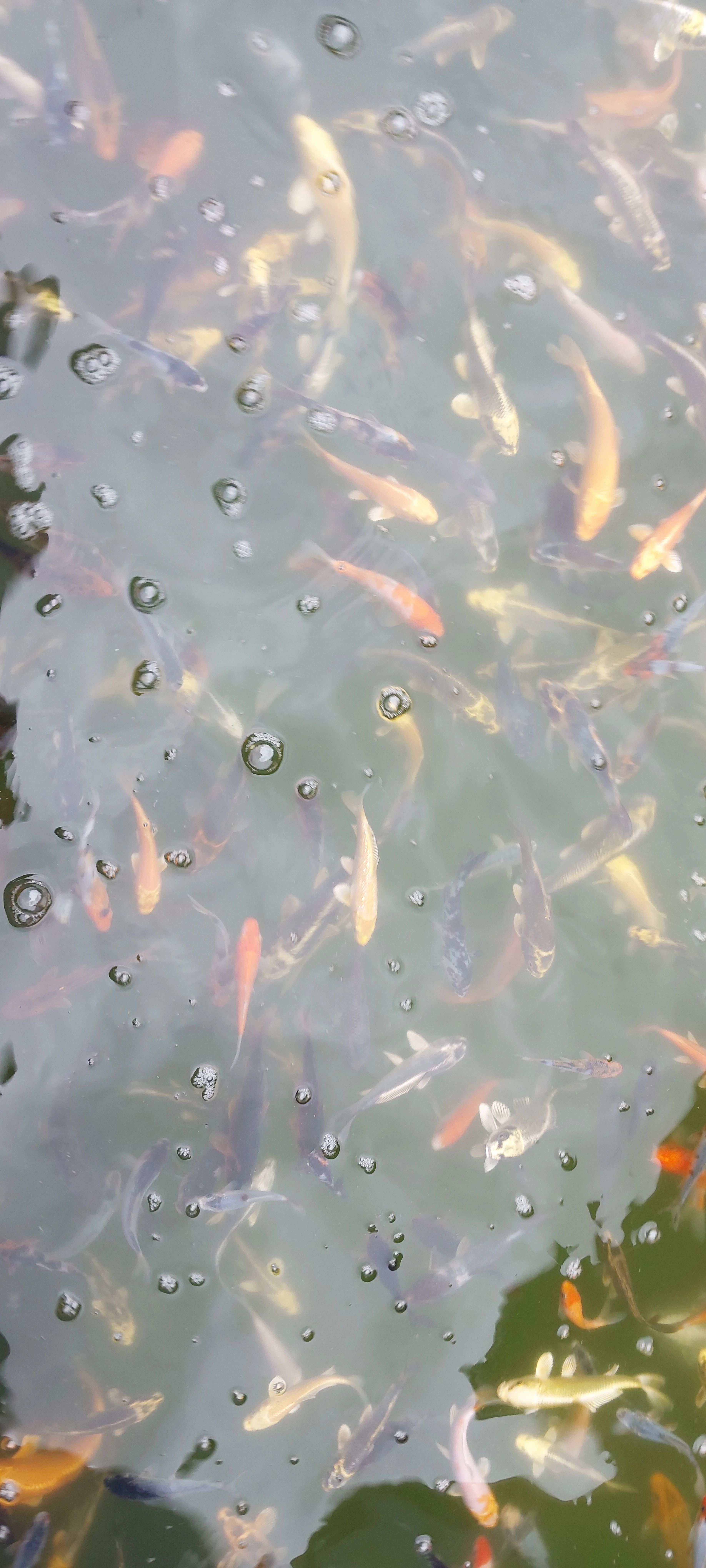 Totální výprodej jezírkových ryb a jeseterů