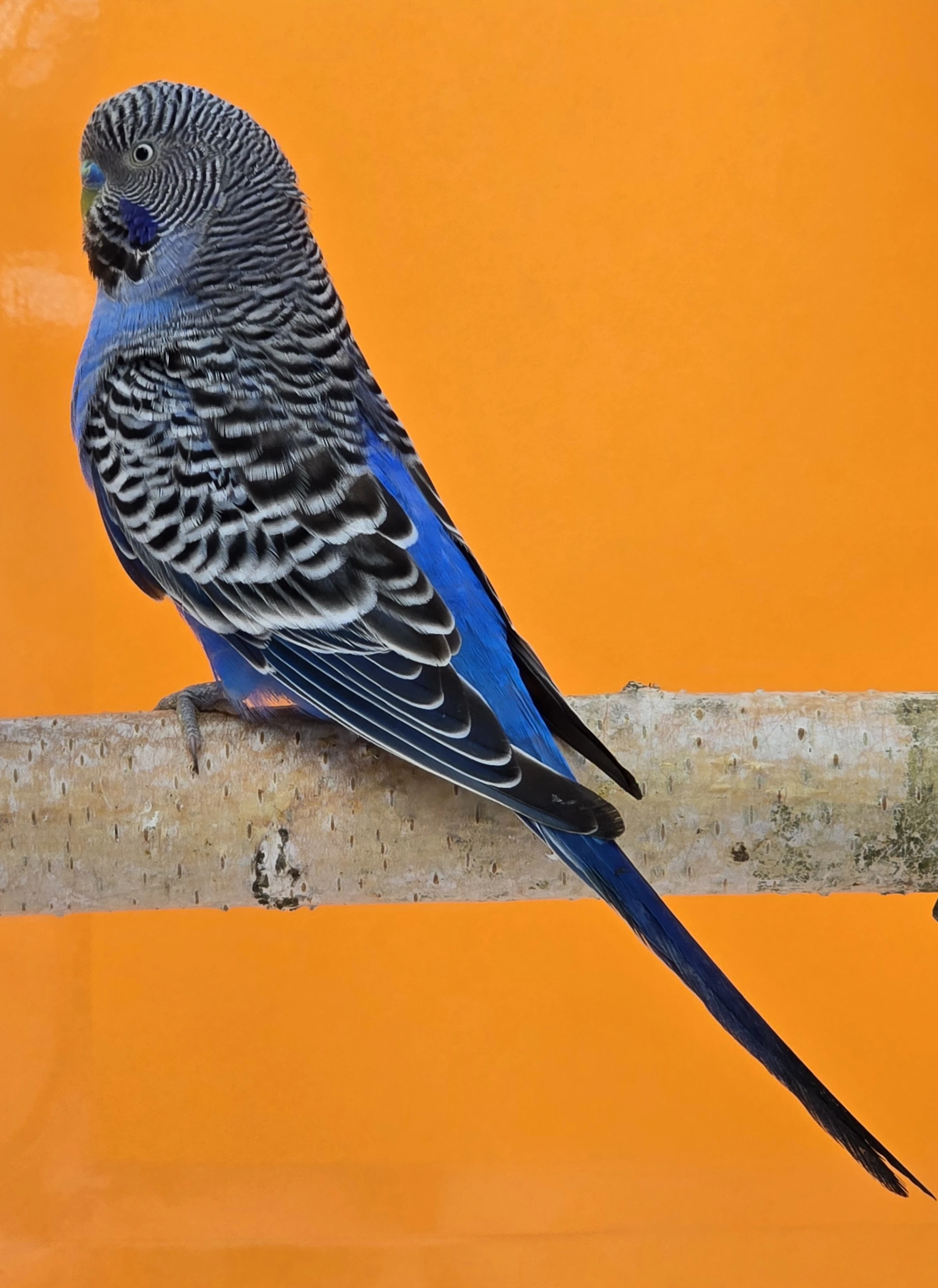 Andulky blackface Andulky blackwing Andulky blackfaceblackwing