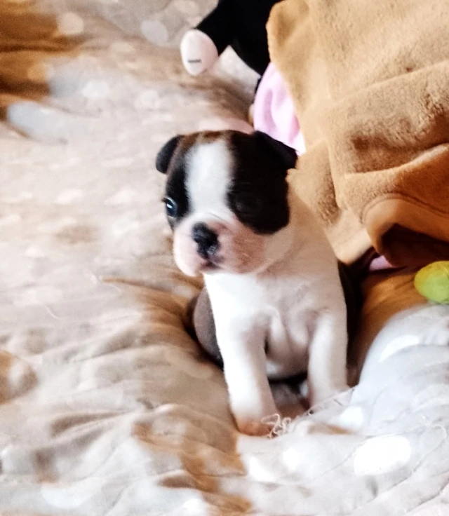 Bostonský Teriér.Boston terrier