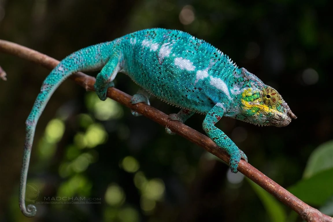 Samec furcifer pardalis nosy faly