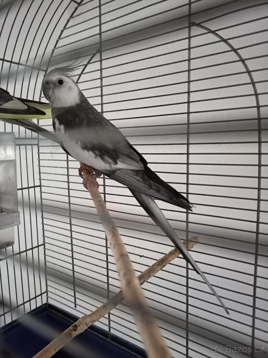 Prodám korely s klecí