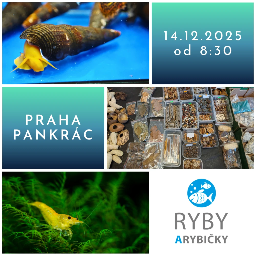 Ryby a rybičky - výstavní a prodejní akvaristická burza v Praze - 14.12.2025