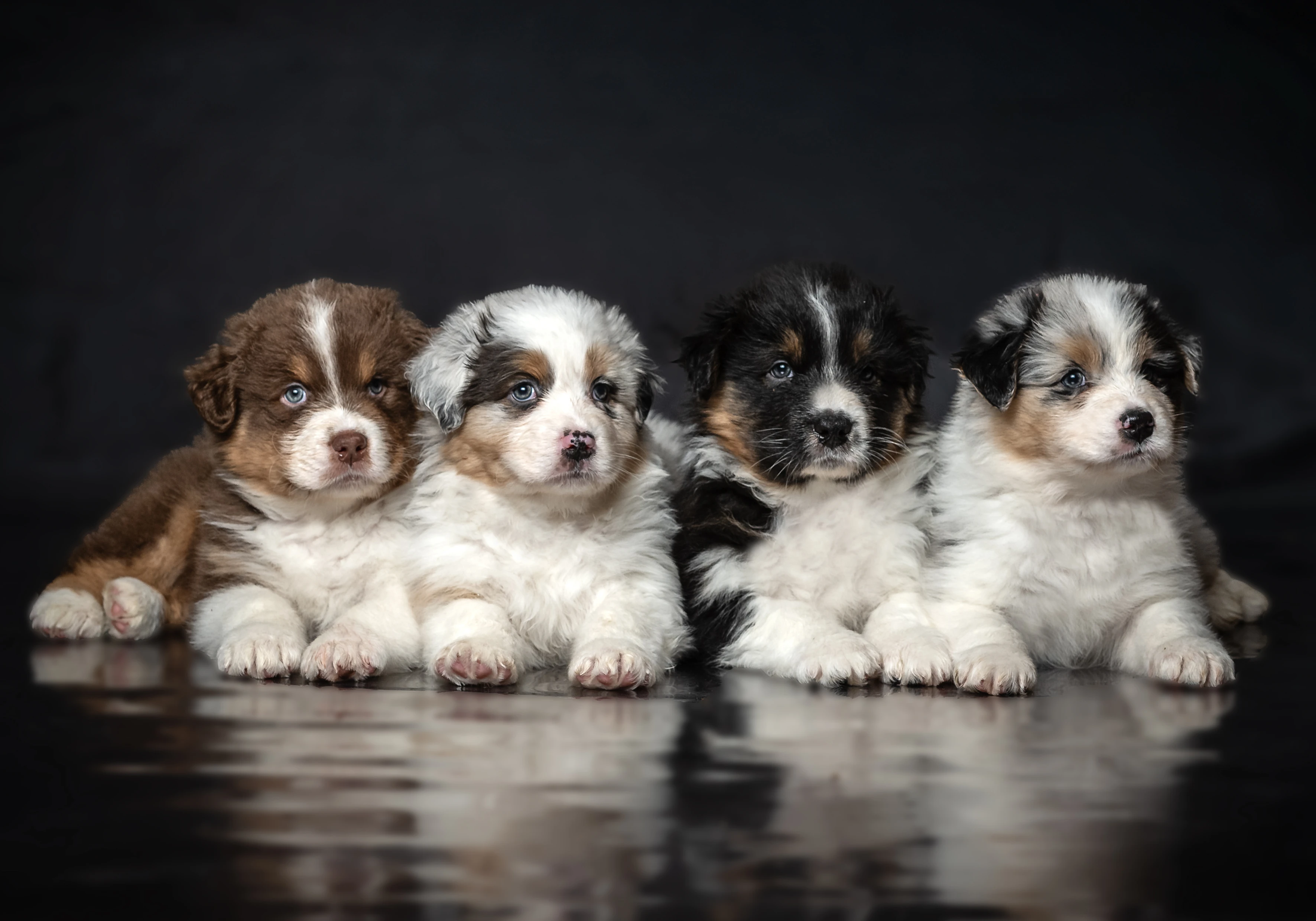 Australský ovčák - štěně s FCI rodokmenem