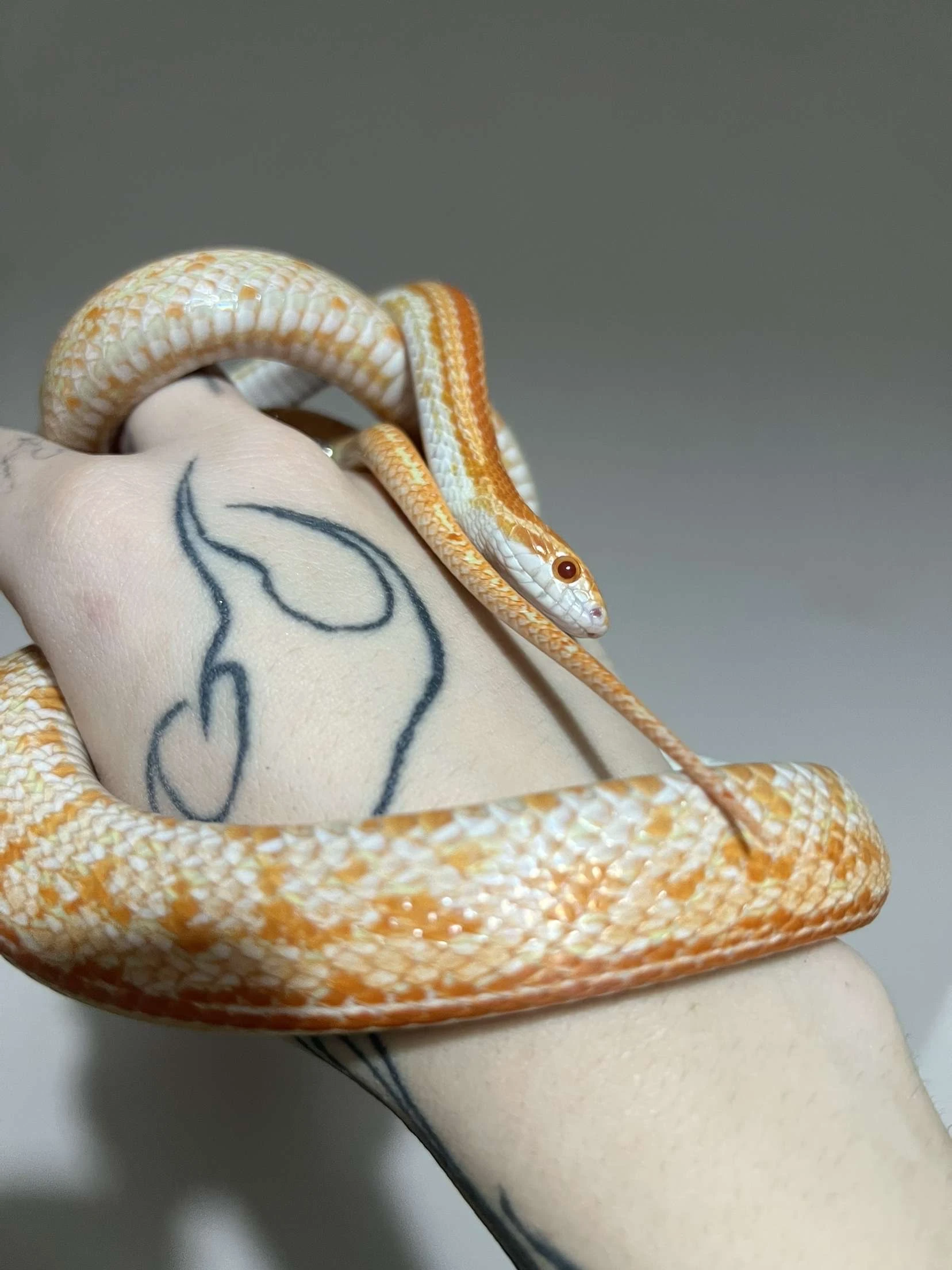 Užovka červena par 1.1 2023