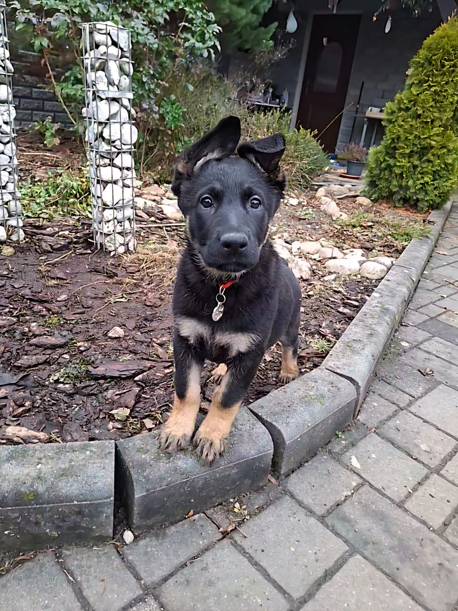 Německý ovčák - čistokrevná štěňátka bez PP