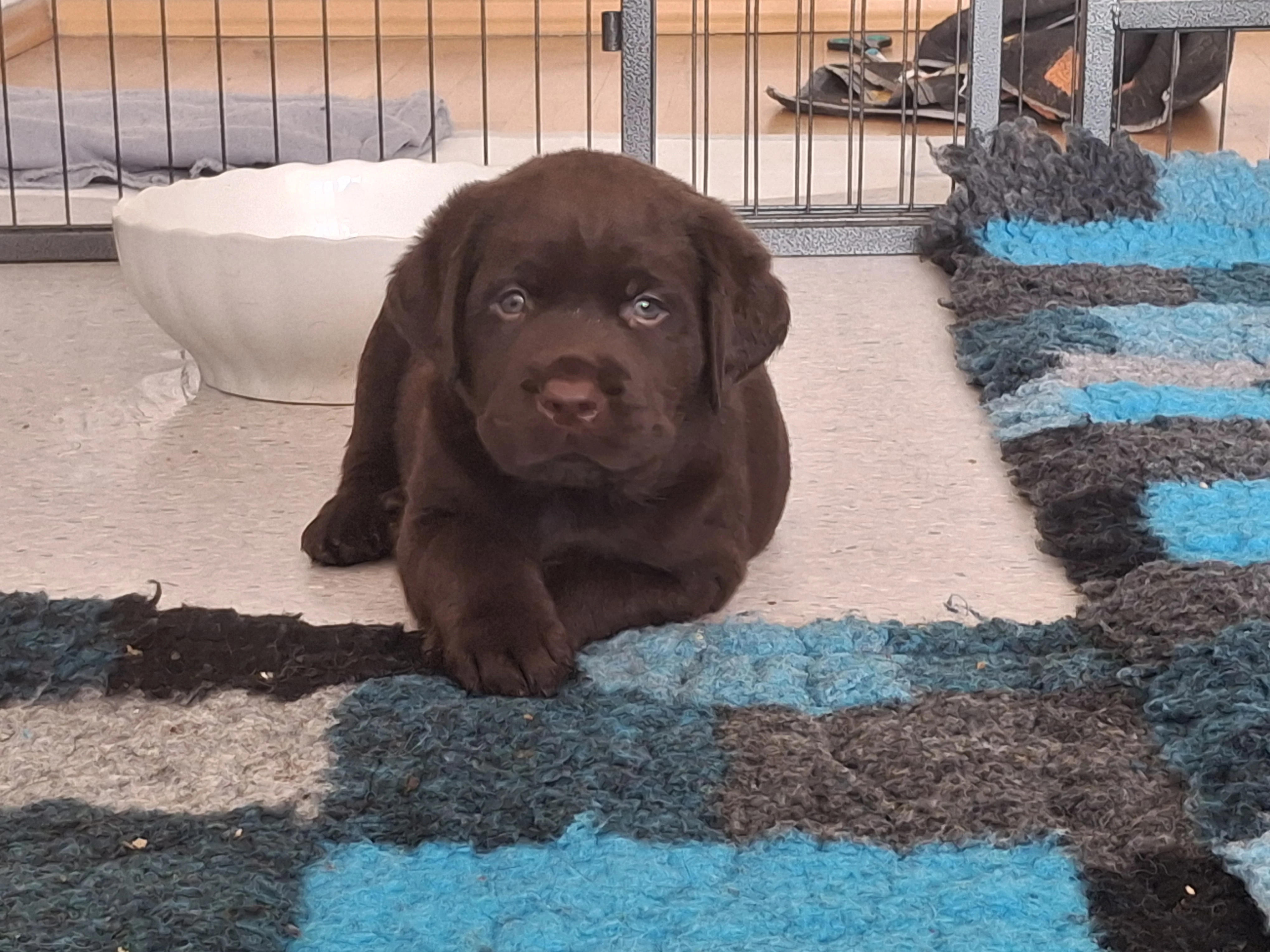 Čokoládová štěňátka labradora s PP