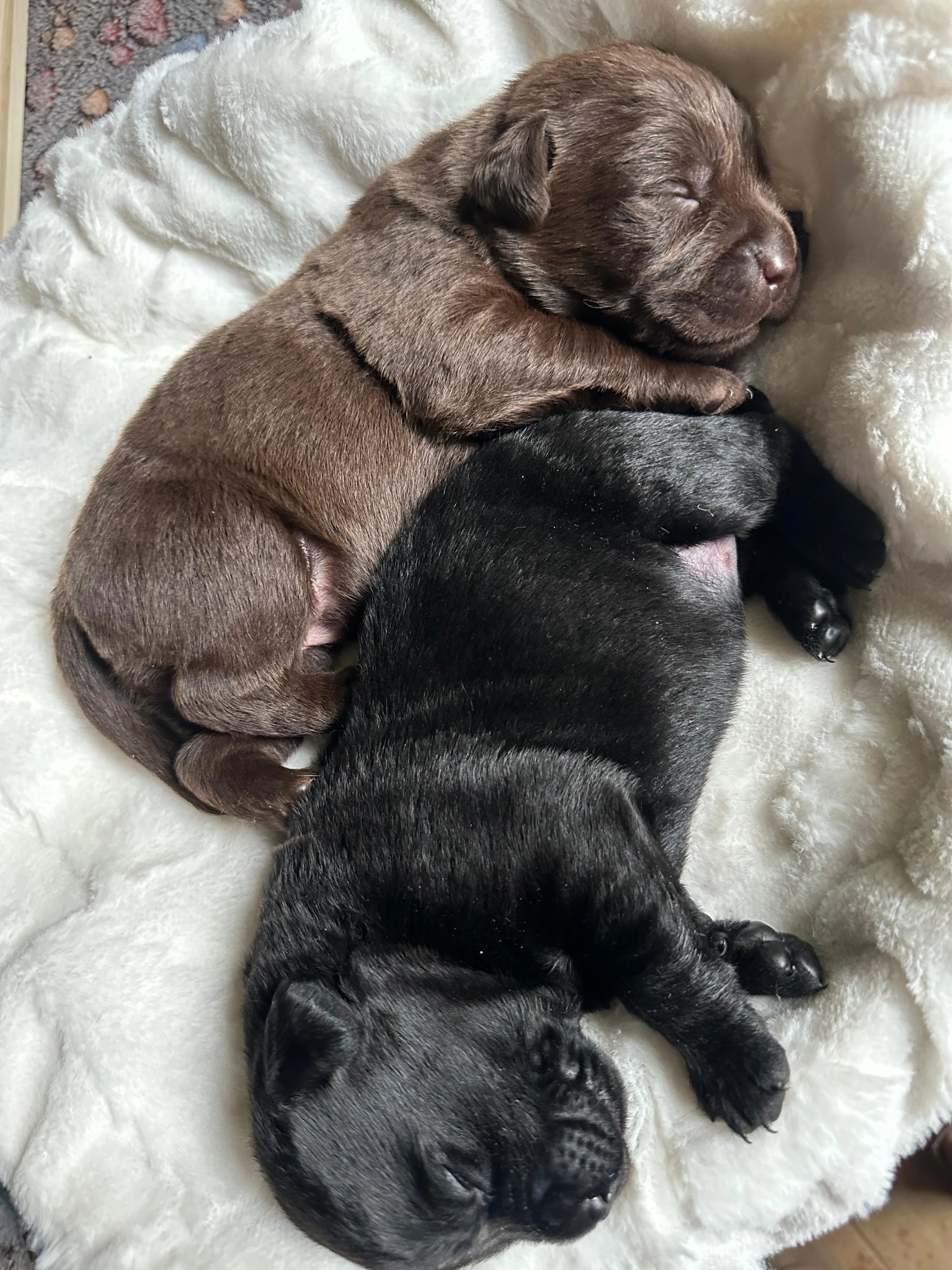 Štěňata Labrador Retriever s PP, černá a čokoládová