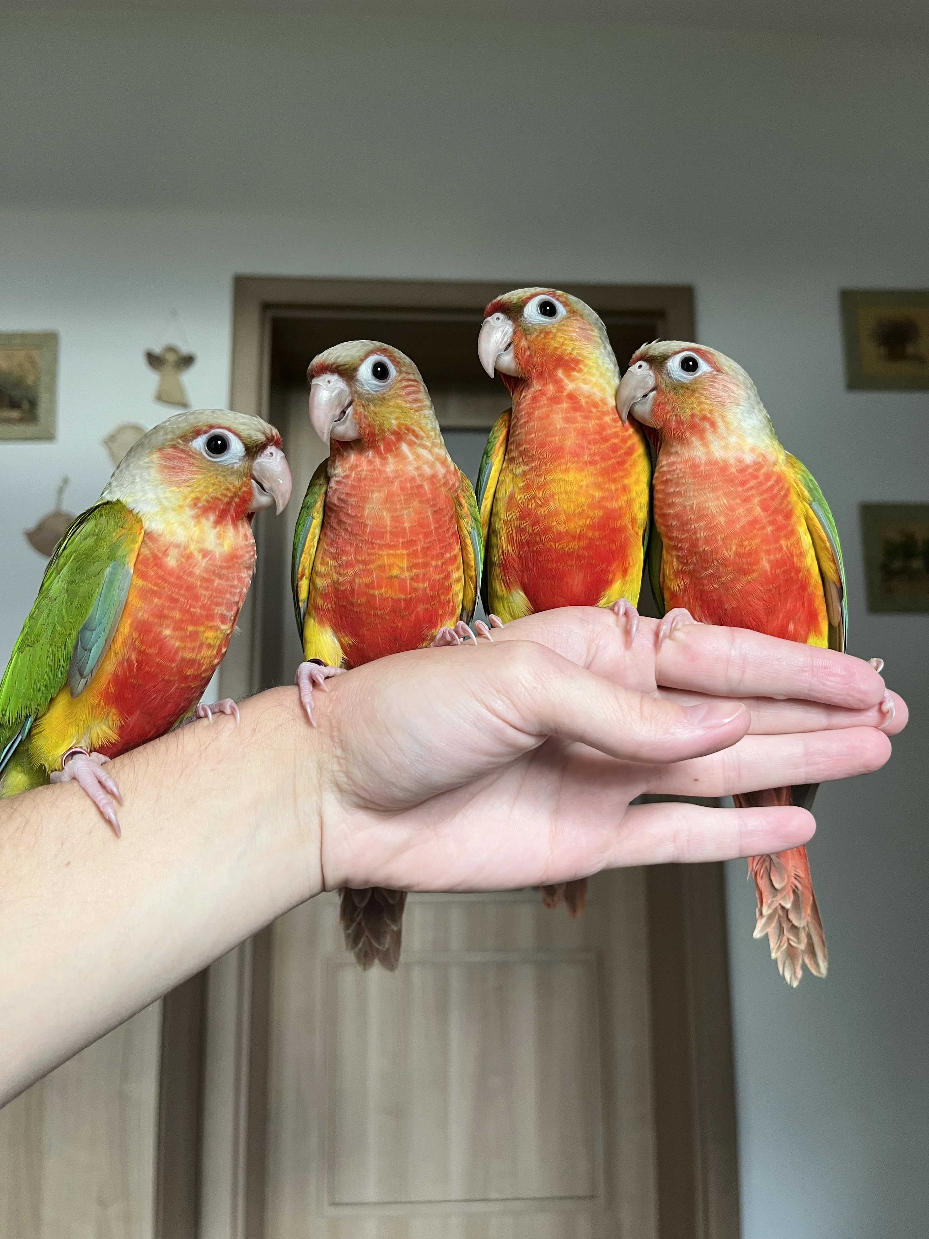 Ručně dokrmená mláďata - pyrura zelenolící