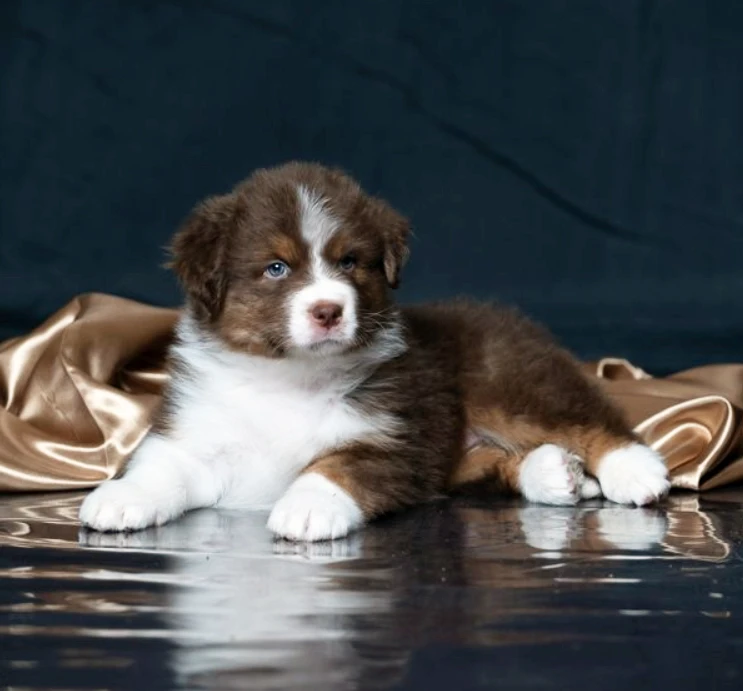 Australský ovčák - štěně s FCI rodokmenem