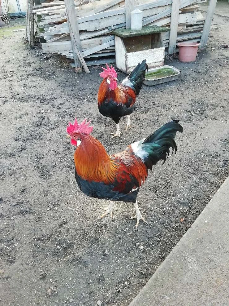 Prodám letošní kohouty Vlašky koroptví