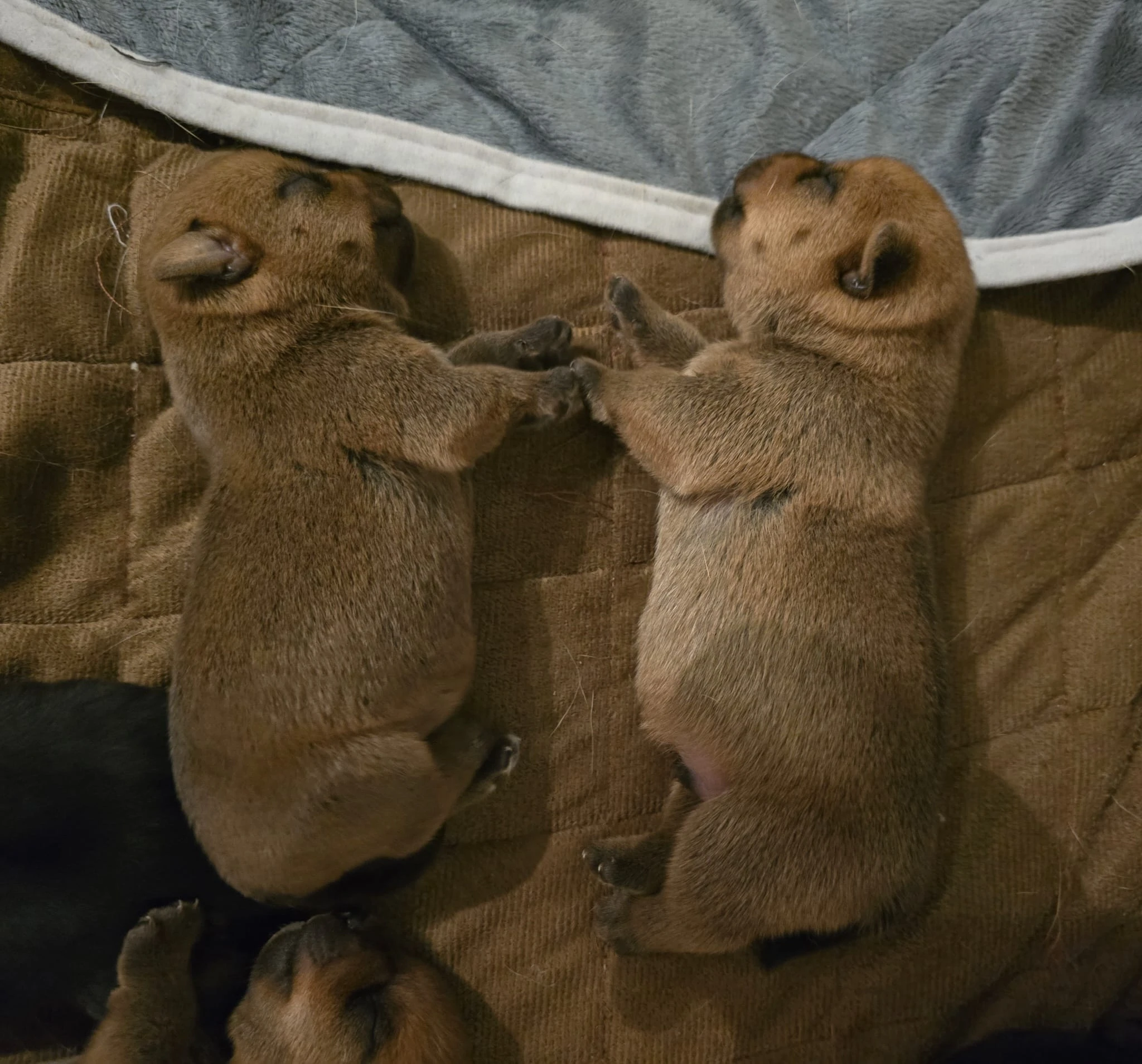 Štěňátka Norfolk teriéra s PP