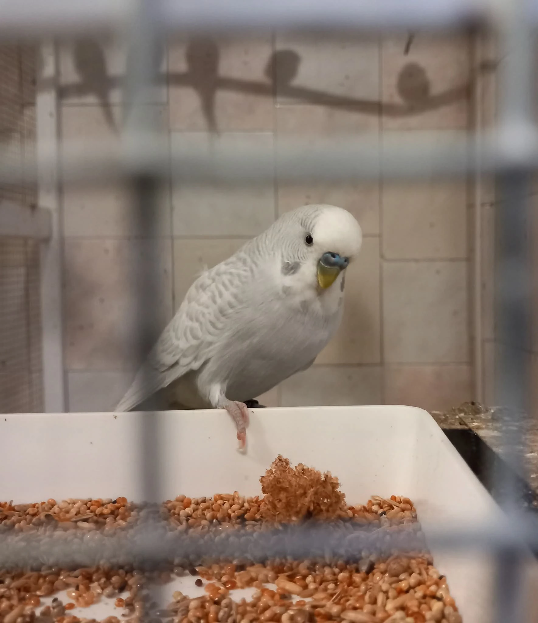 Štěpáci blackface