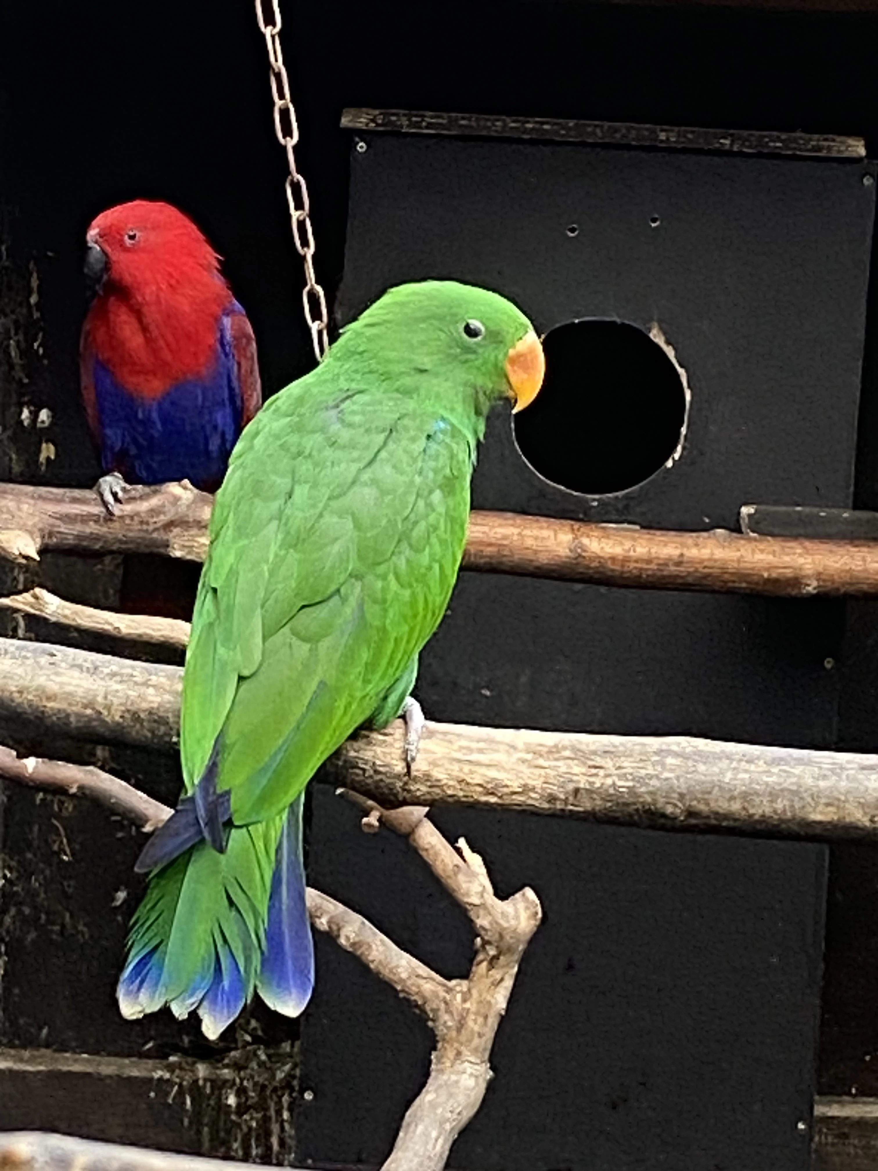 Eklektus různobarevný 1,0