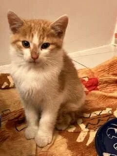 Pat a Mat - zachráněna koťátka čekají na domov