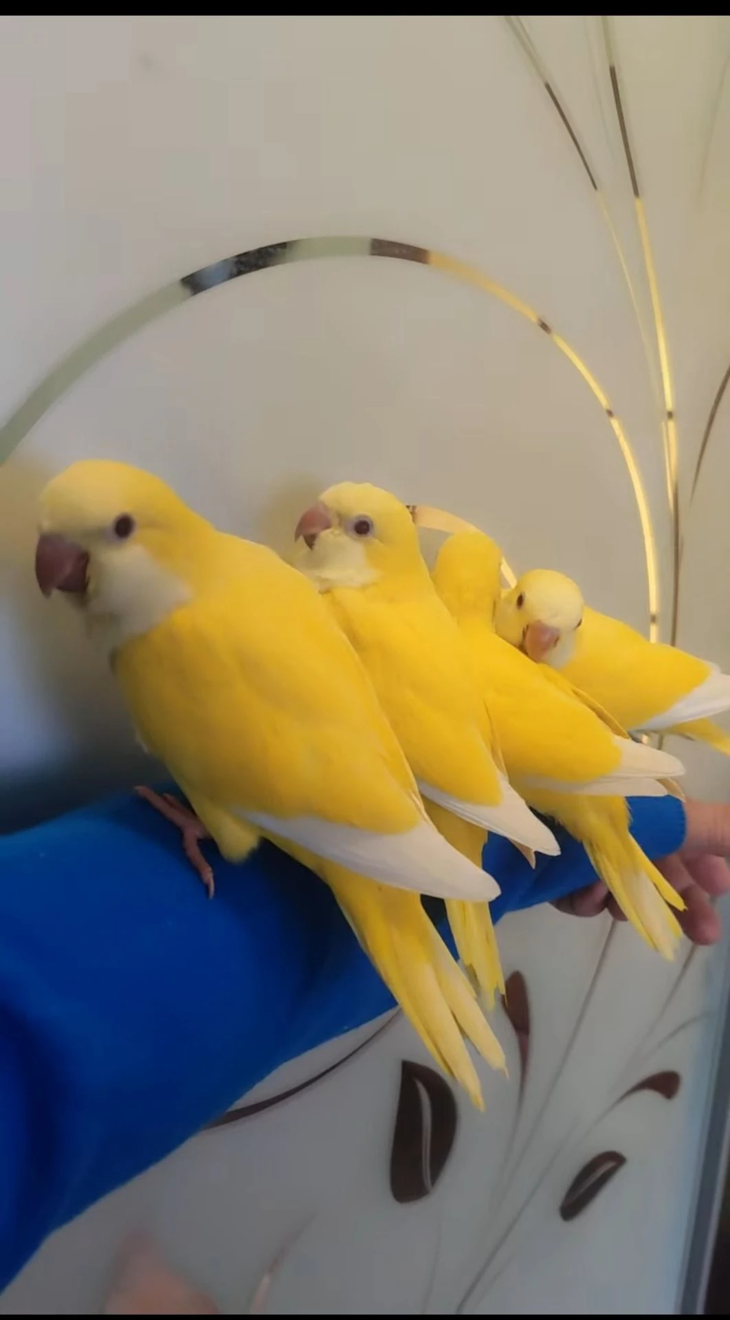 Mnichy Lutino Myiopsitta monachus (luteální)