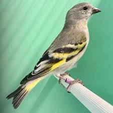 Čížek magelánský