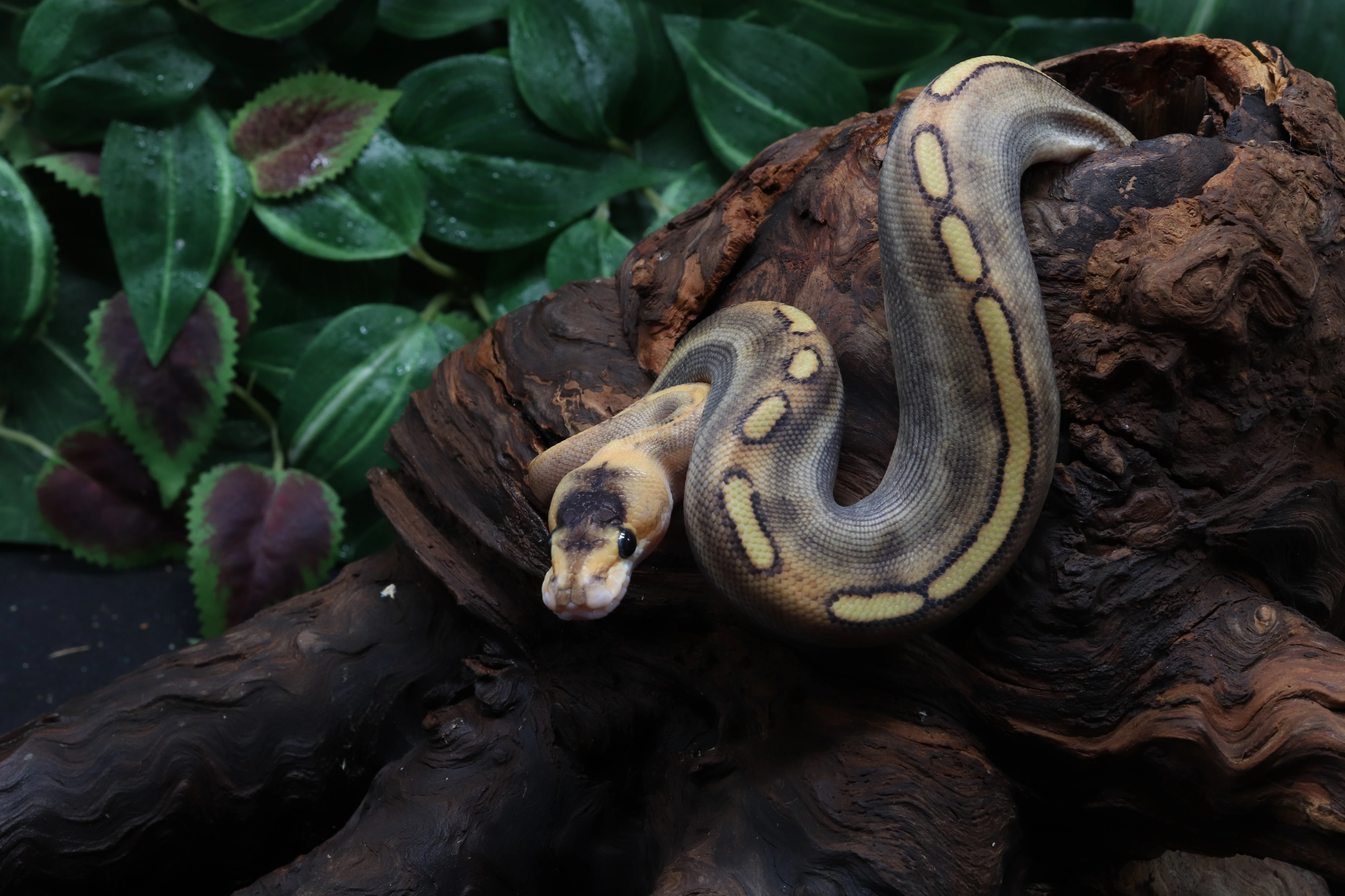 Krajta královská - samec - Champagne