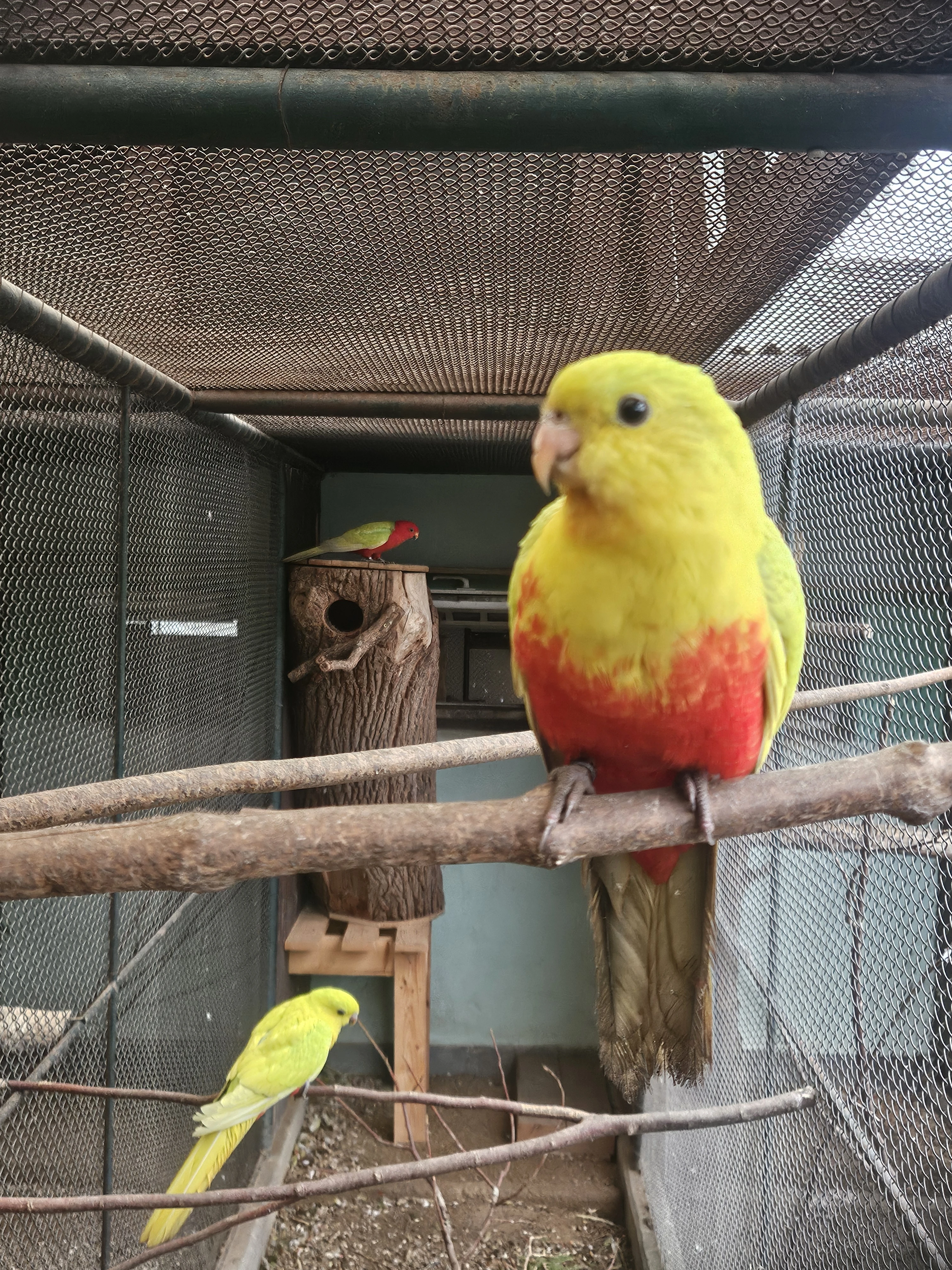 Papoušek královský