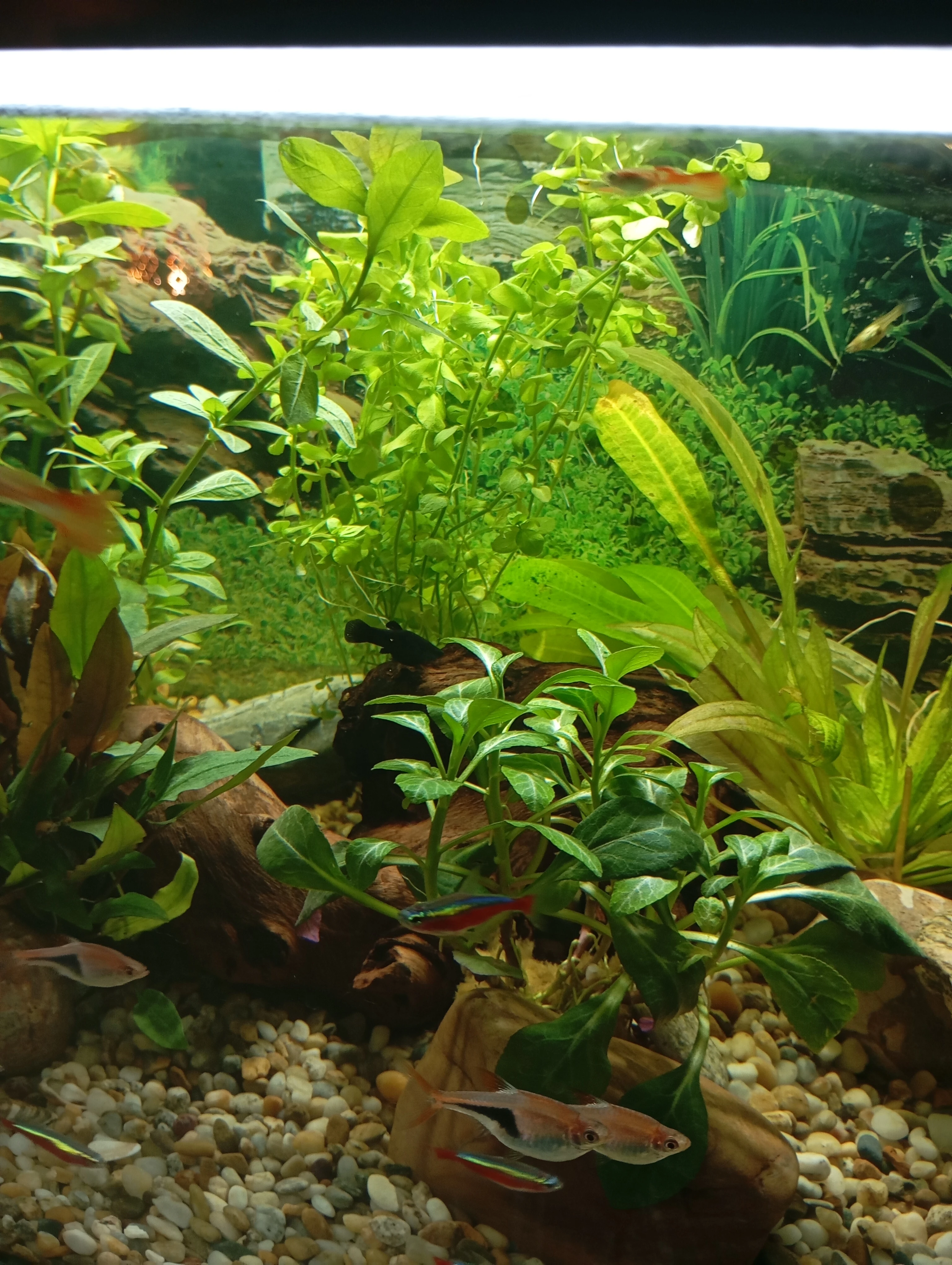 Prodám paví očka a Black Molly