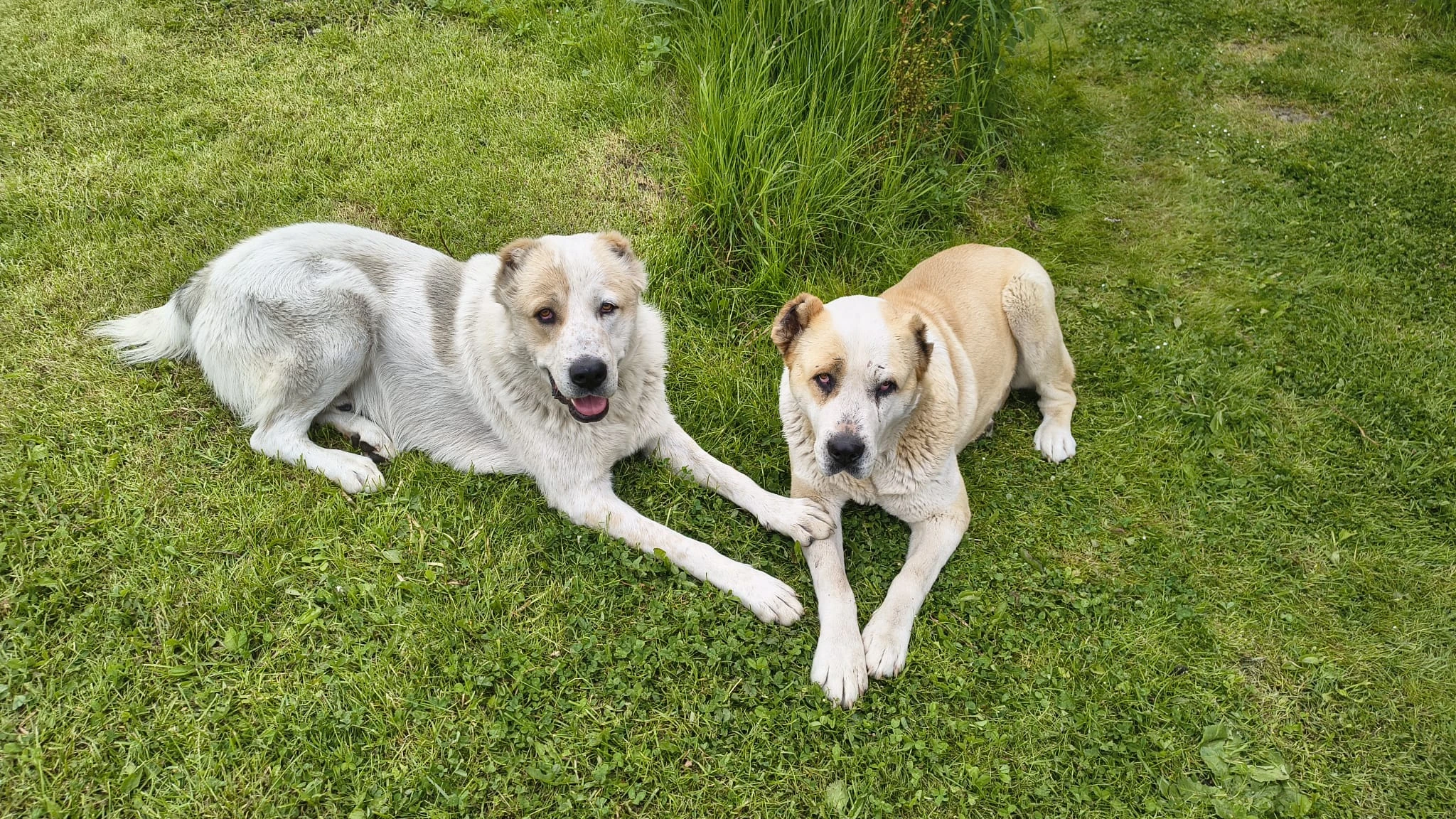 SAO/středoasijský pastevecký pes–štěňata k rezervaci bez PP