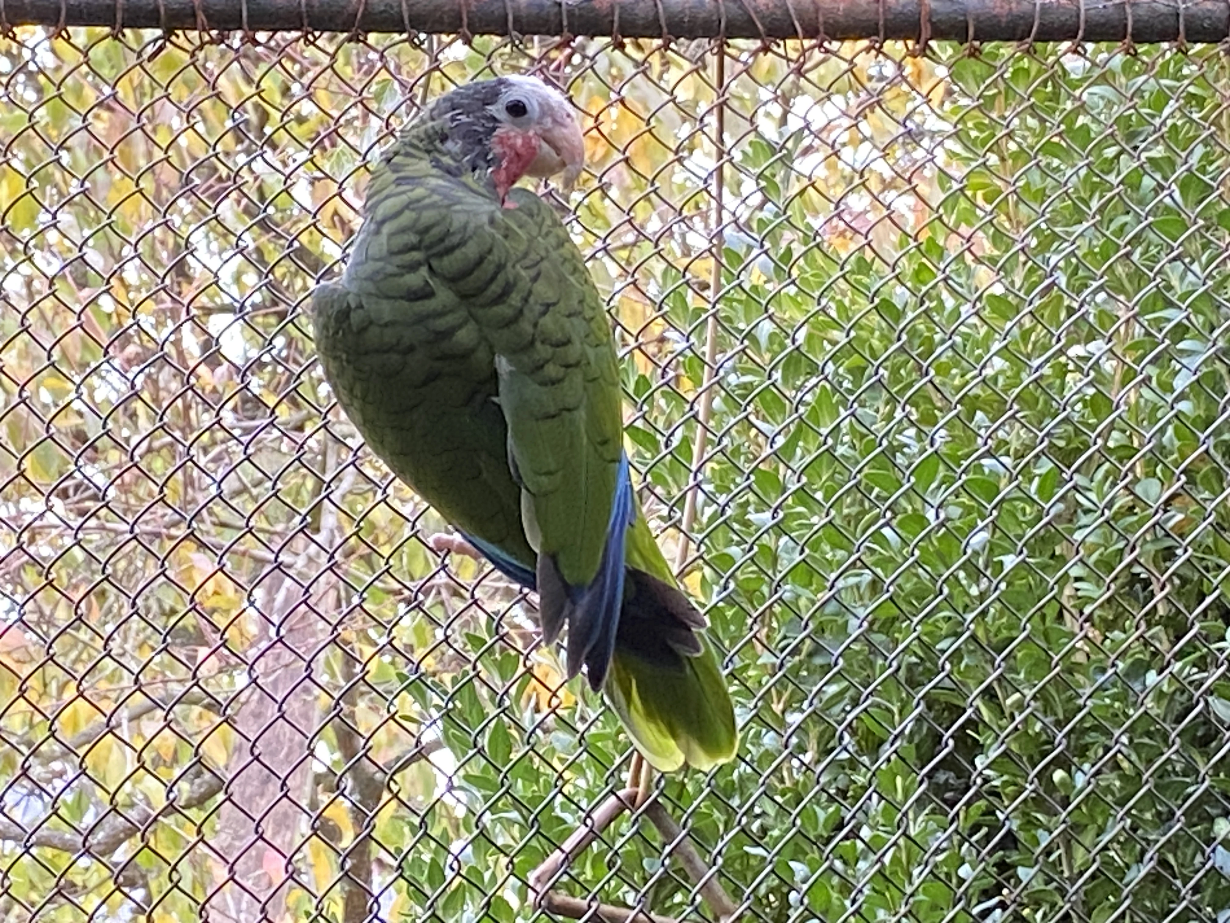 Samce amazoňana kubánského