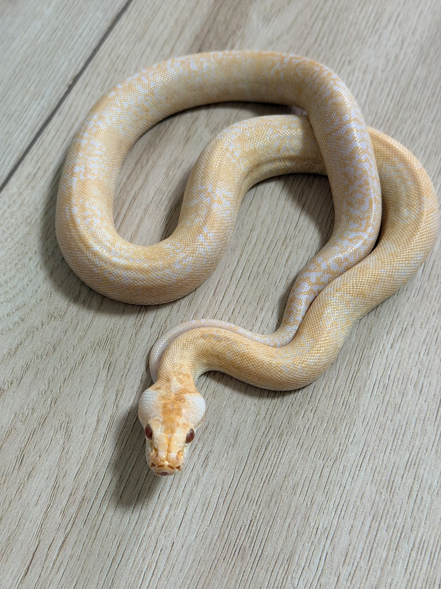 Krajta tmava Albino Granit