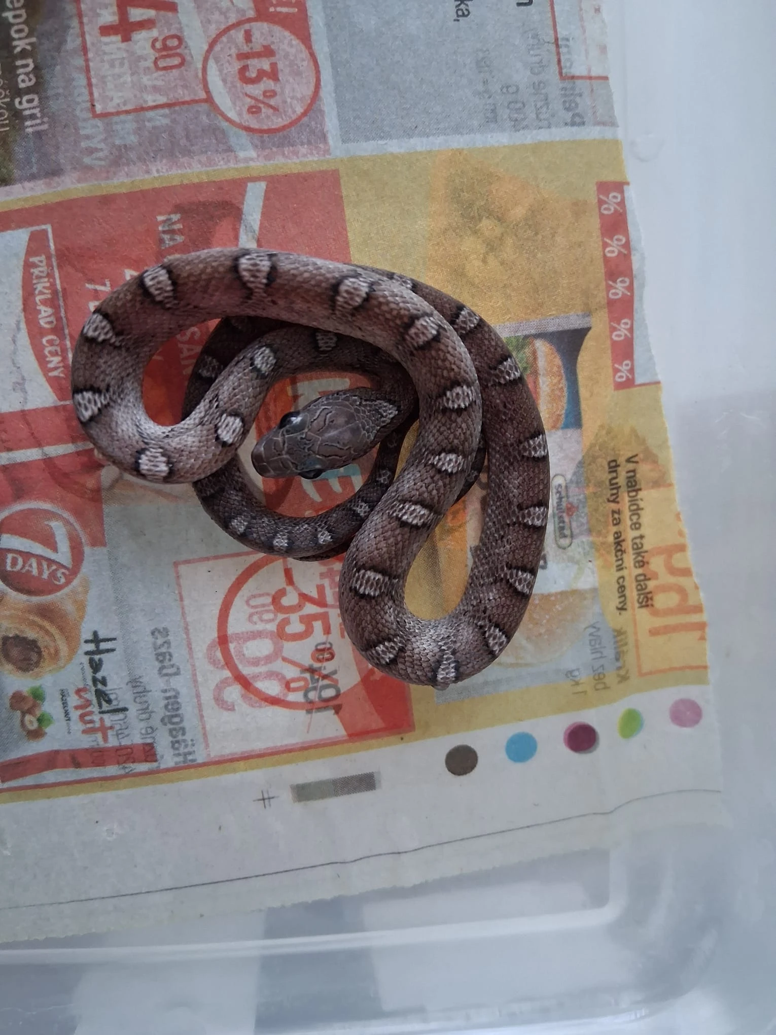 Užovka červená – mláďata NZ 2025 , Burzy ŽE, Faunahobby Brno, Aquaterra Olomouc