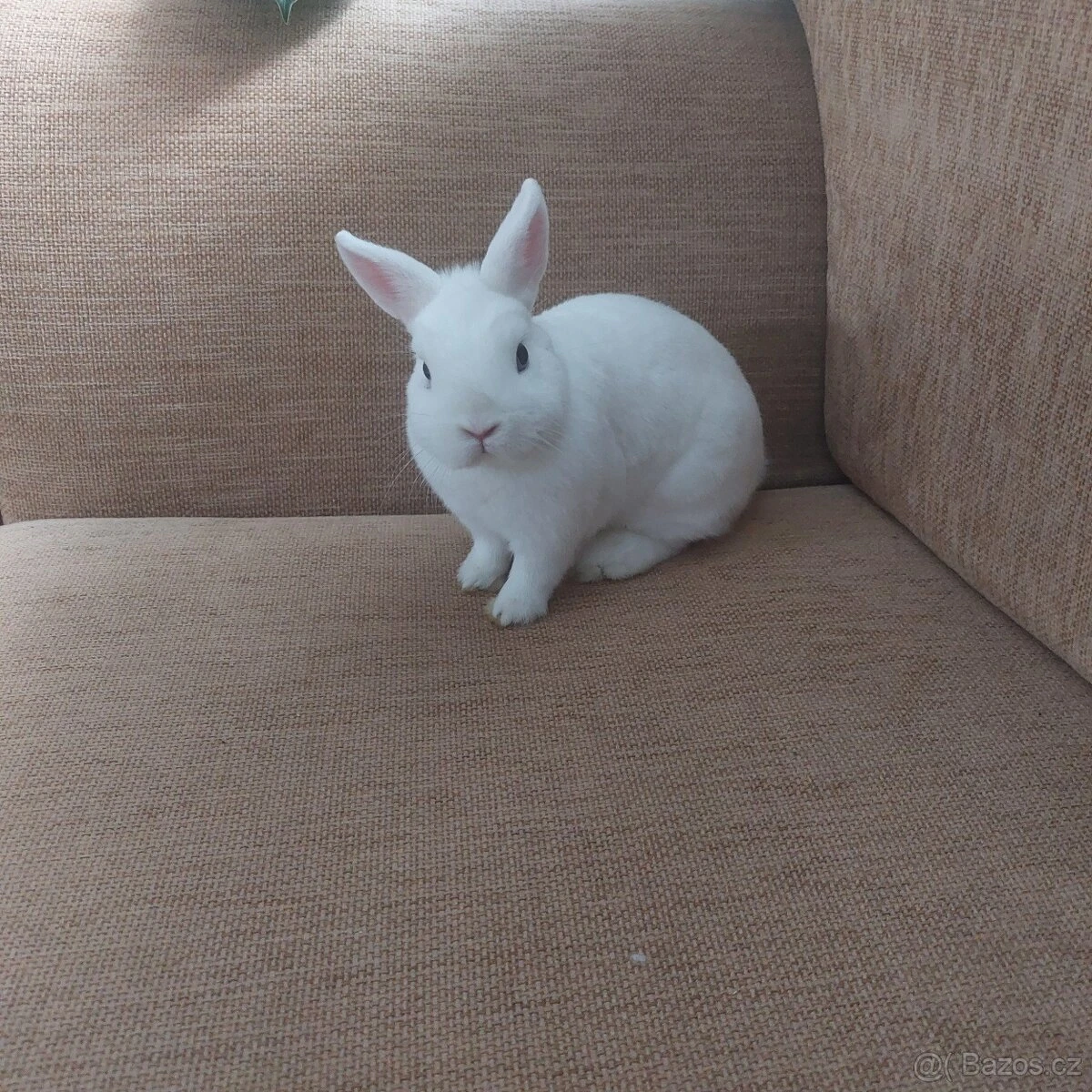 Hermelín modrooký (Hem)