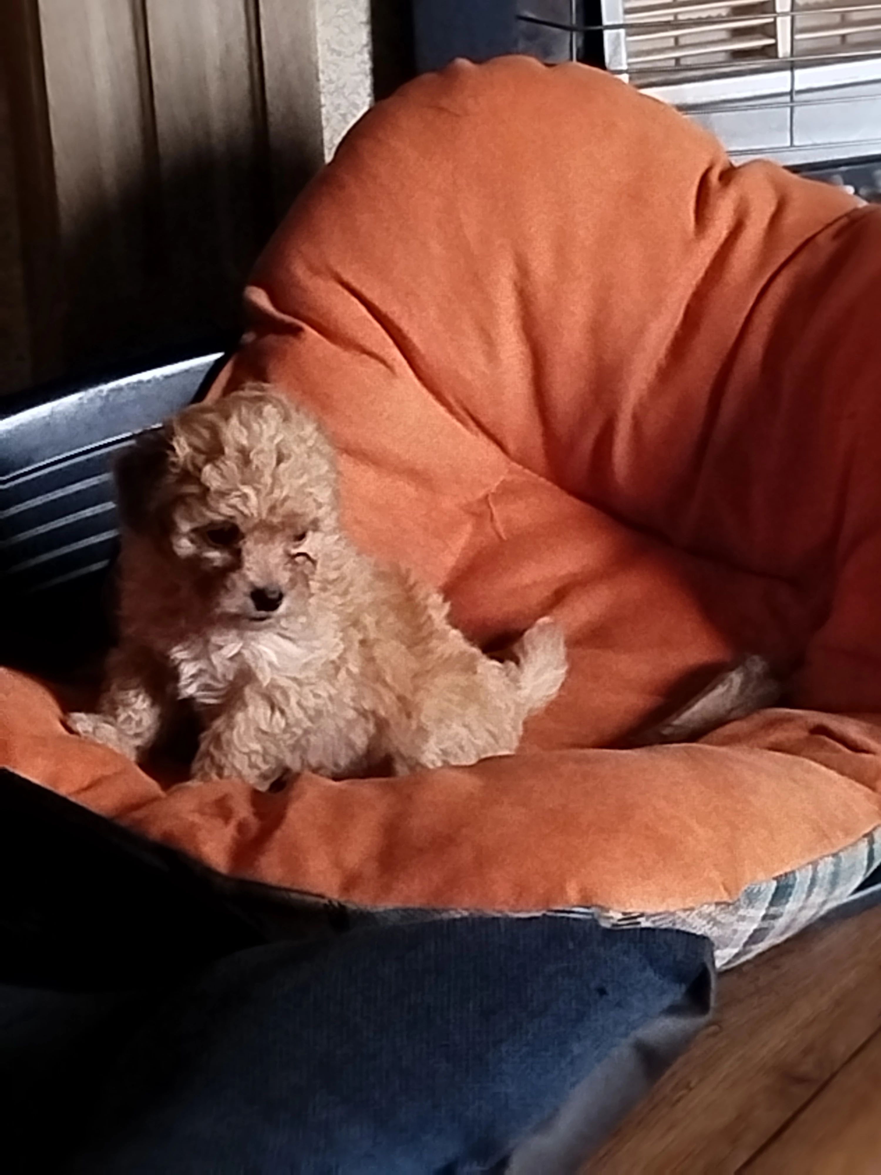 Ruská barevná bolonka štěňata s PP