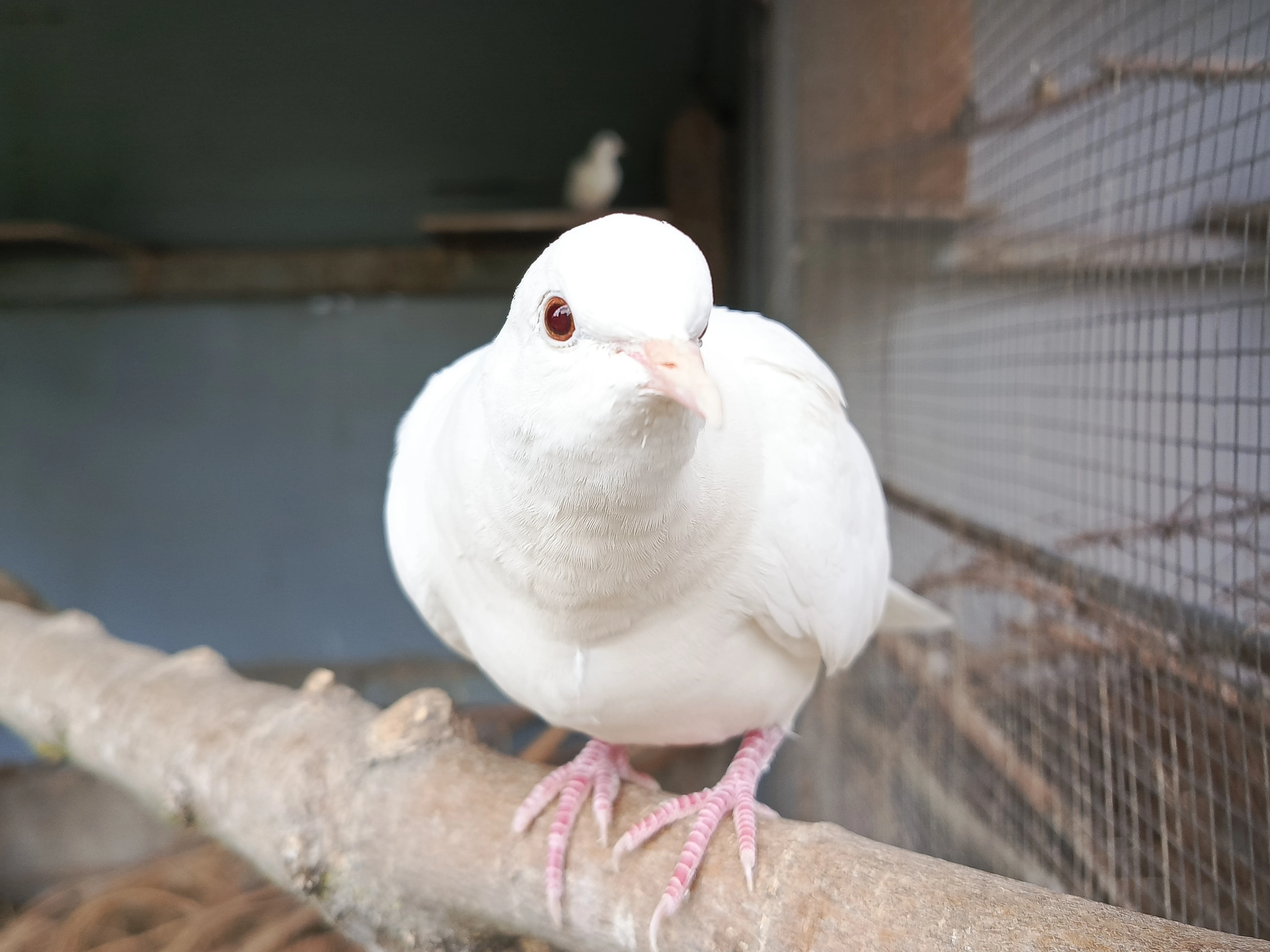 Hrdlička chechtavá