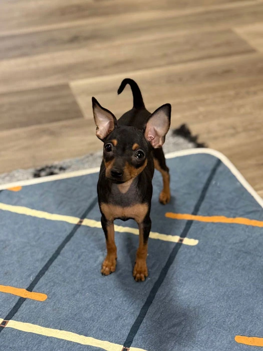 Pražský krysařík s PP FCI