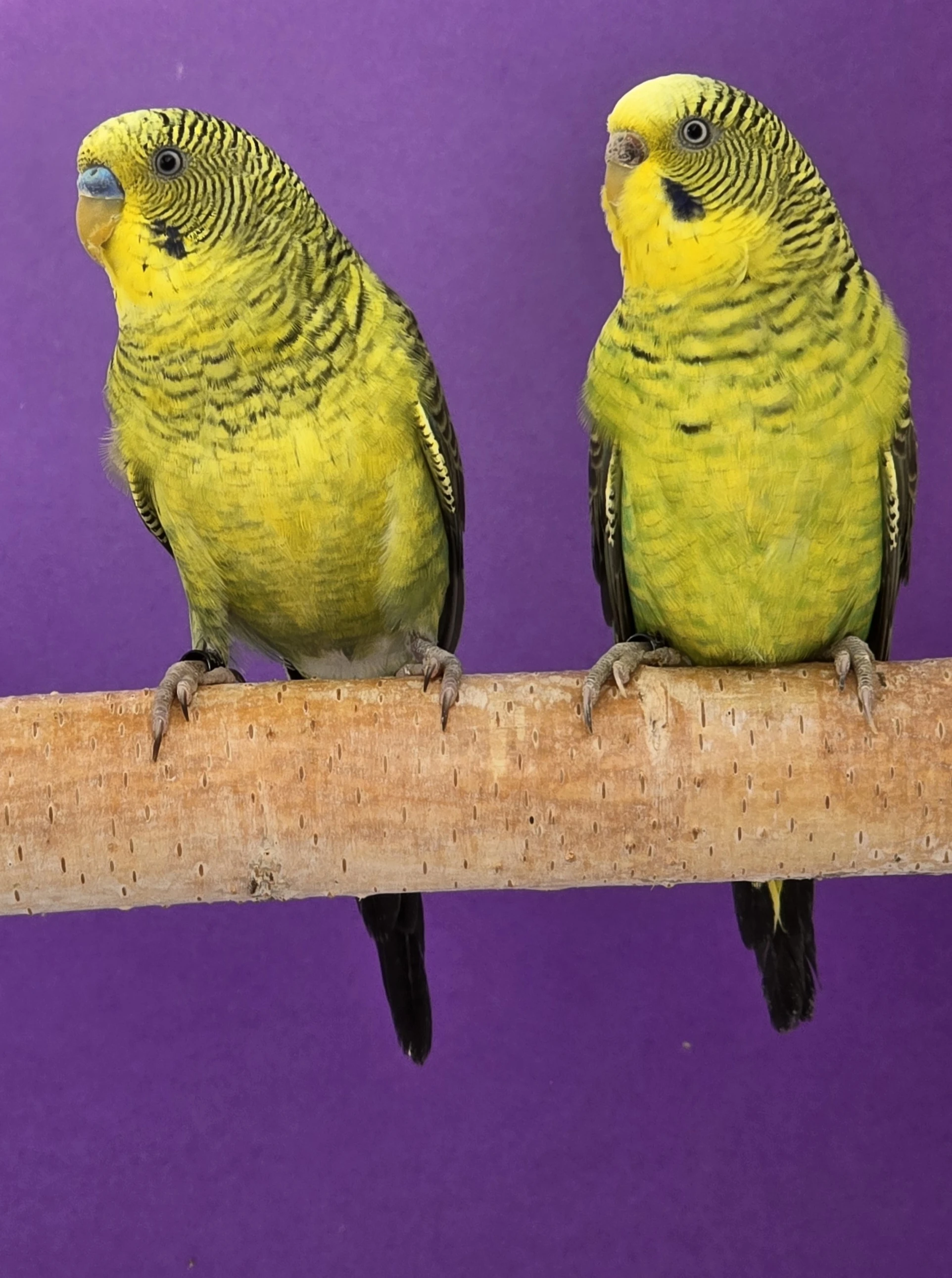 Blackface blackwing blackfaceblackwing andulky