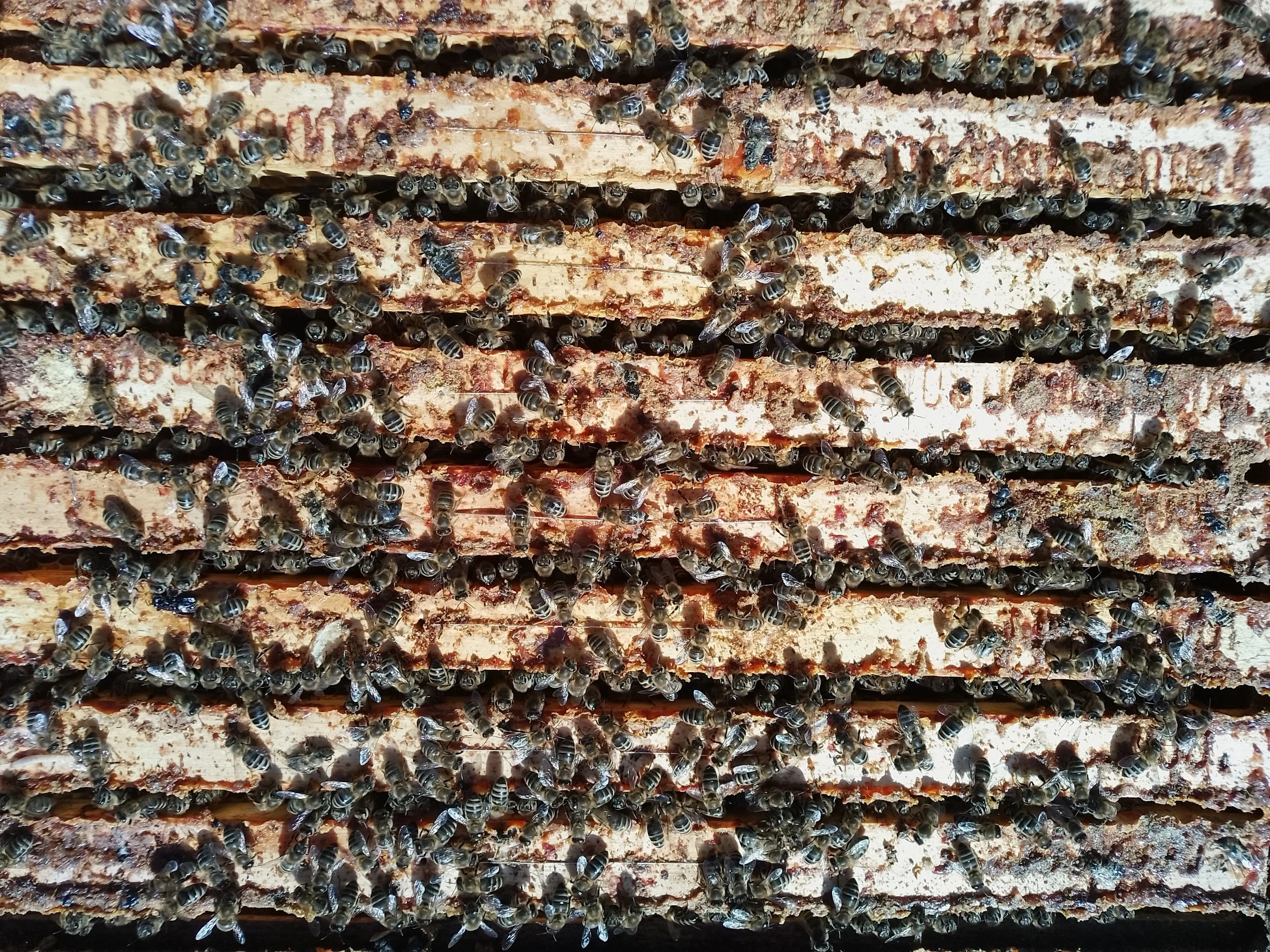 Vyzimovana včelstva, oddělky