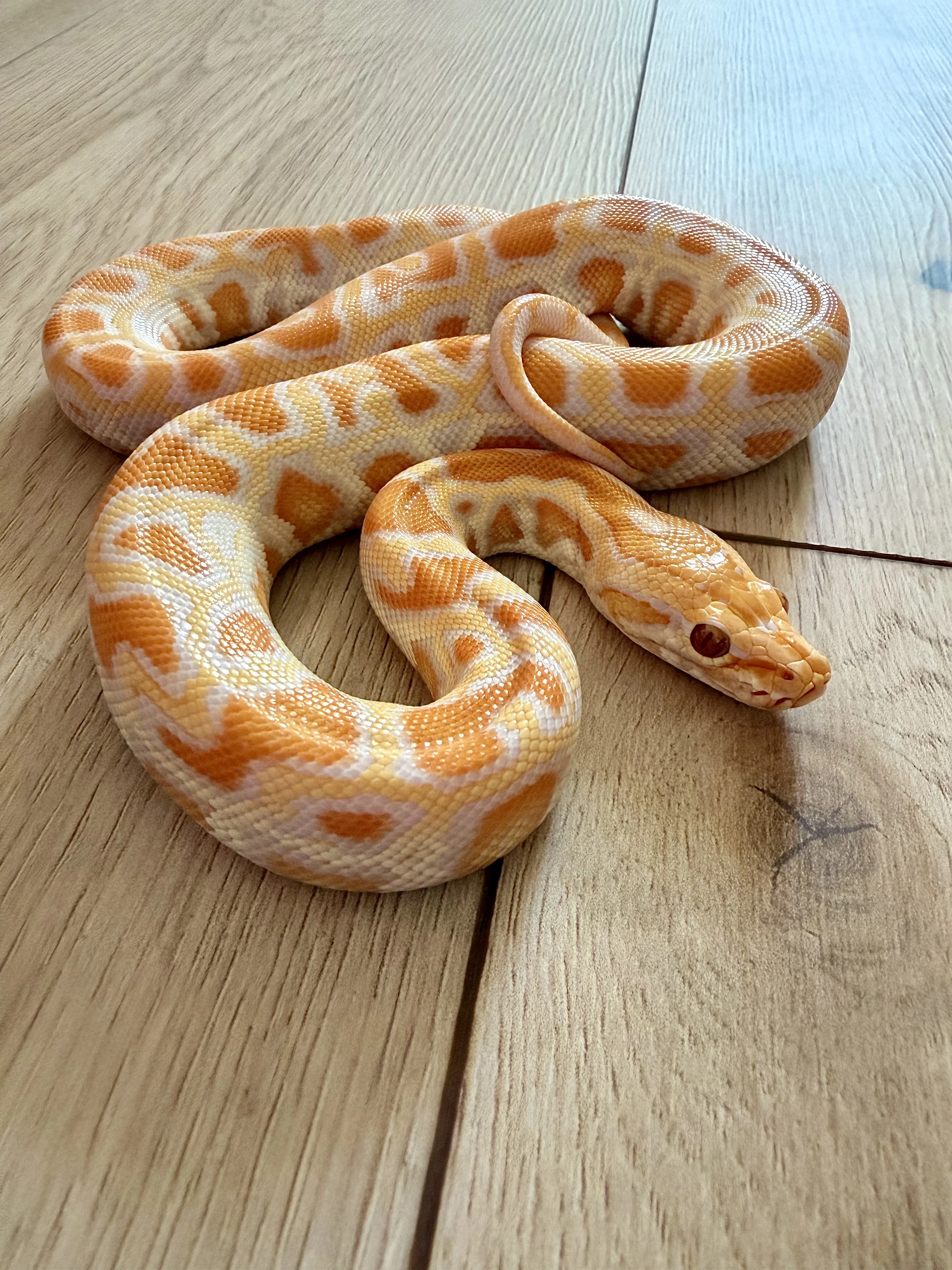 2x krajta tmava samci 2025