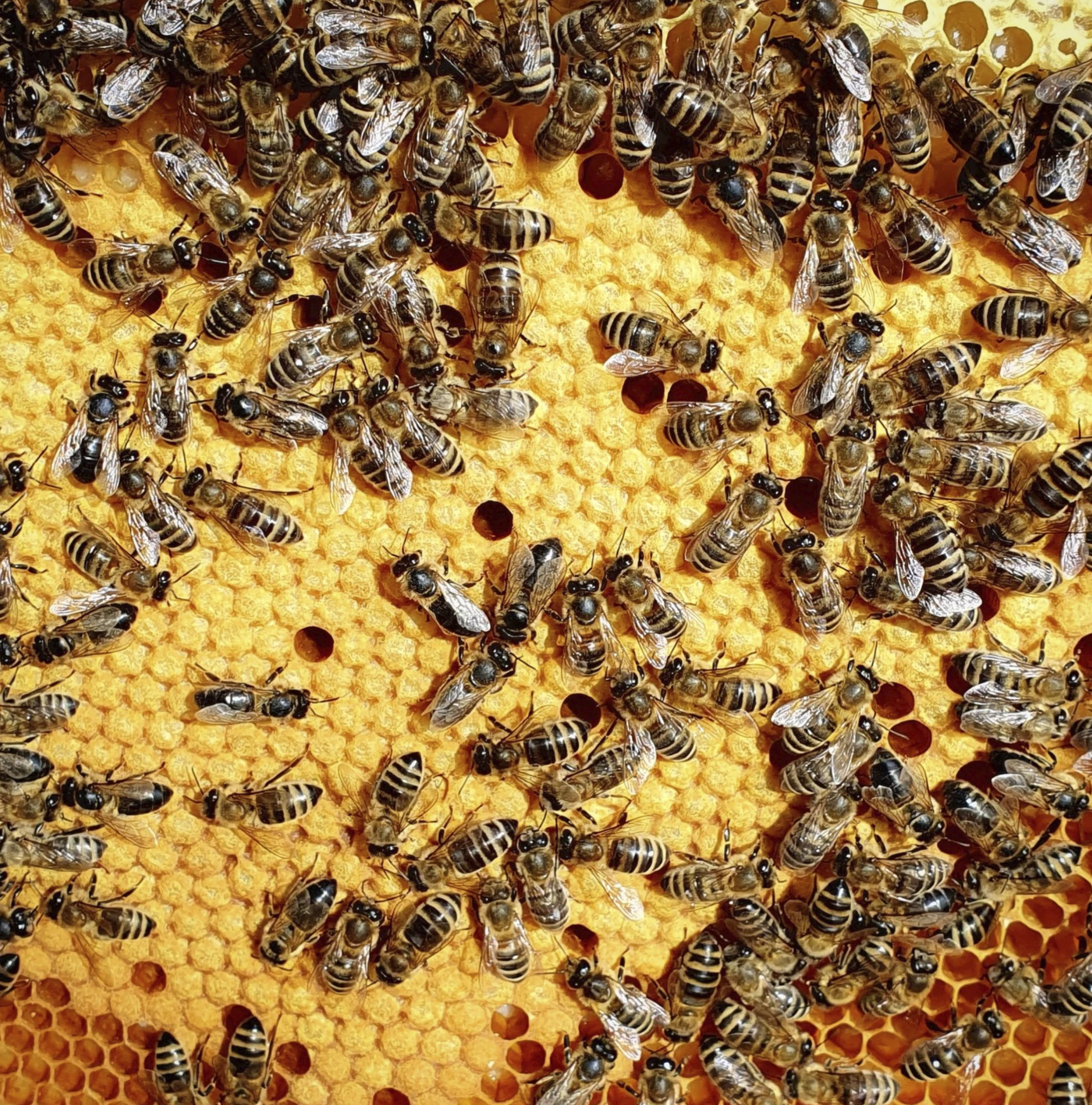 Včelí oddělky 2026, včely, včelstva