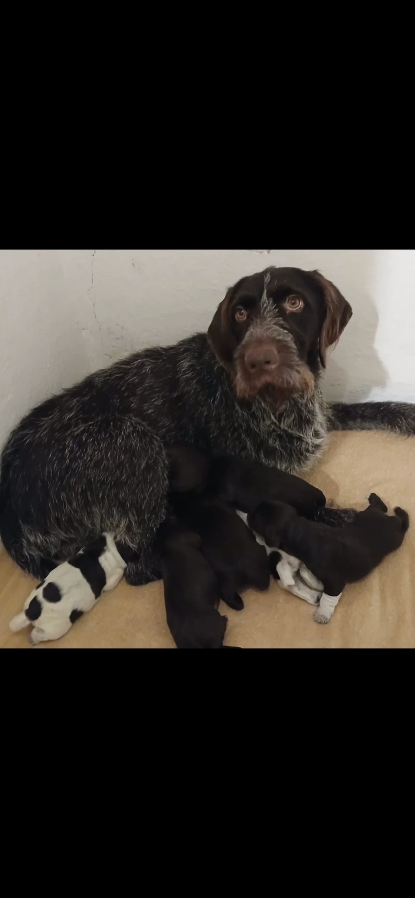 Prodáme krásná štěňata ČF s PP po výborných rodičích