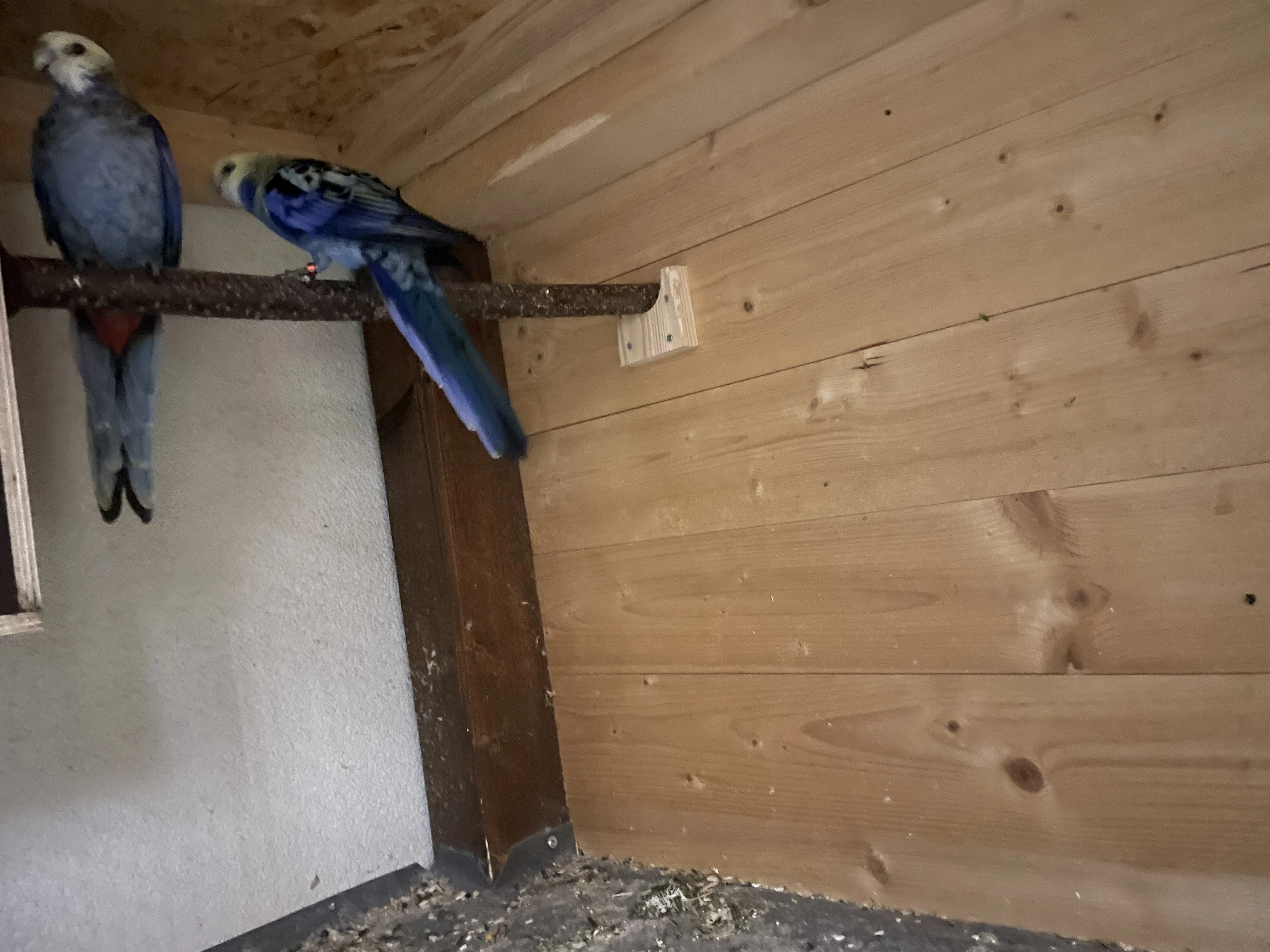 Rosela Žlutohlavá severní