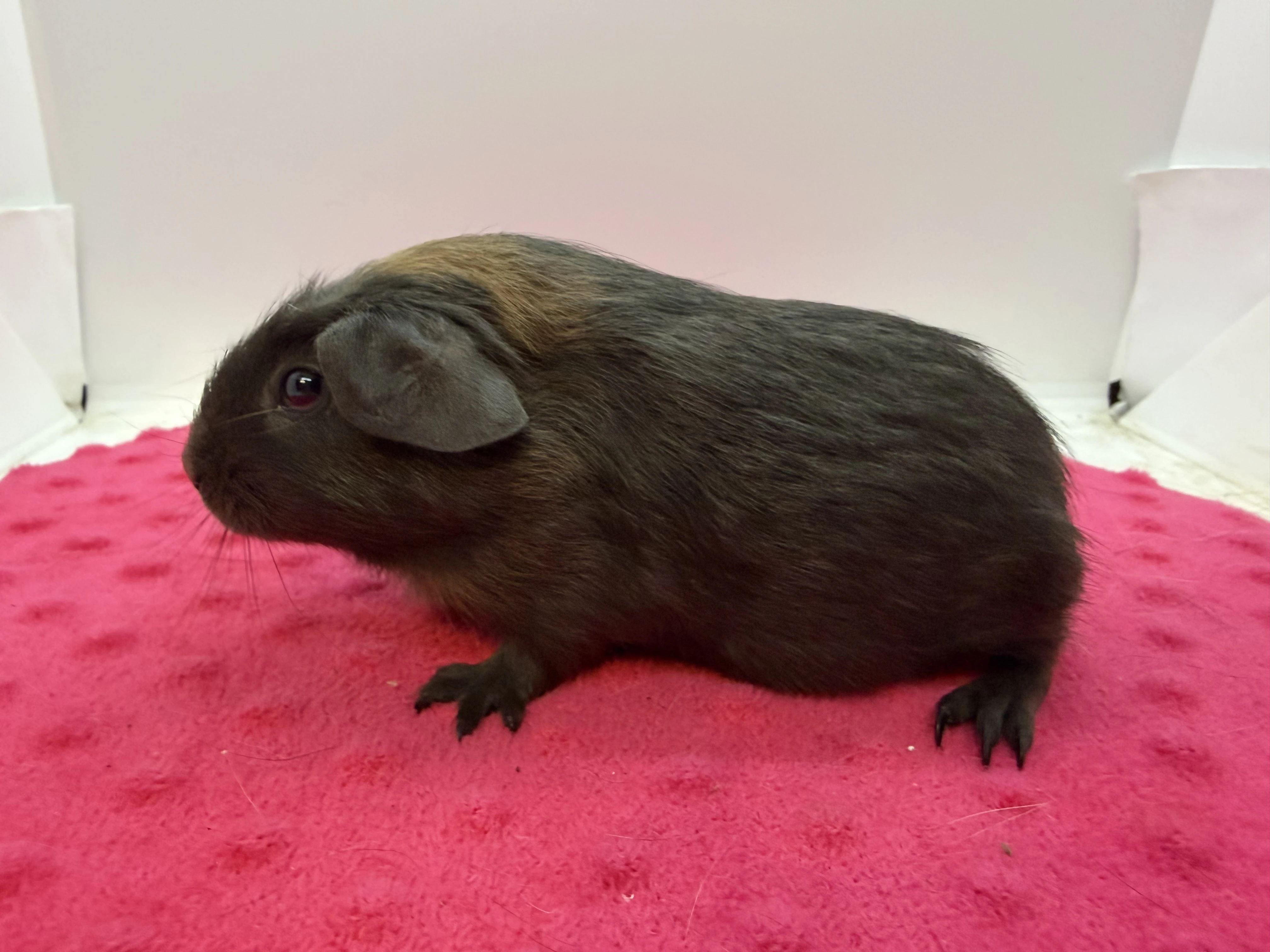 Morče crested samička solid aguti blue/amber s amber