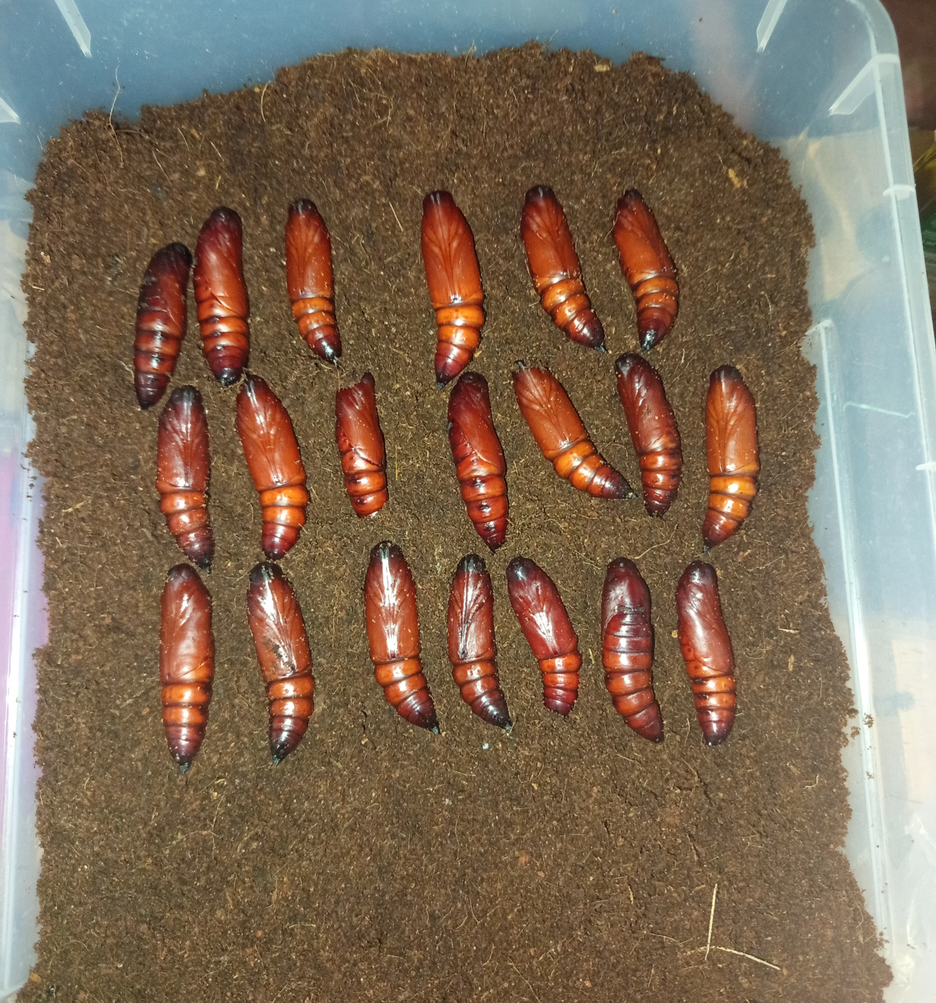 Lišaj smrtihlav - Acherontia atropos