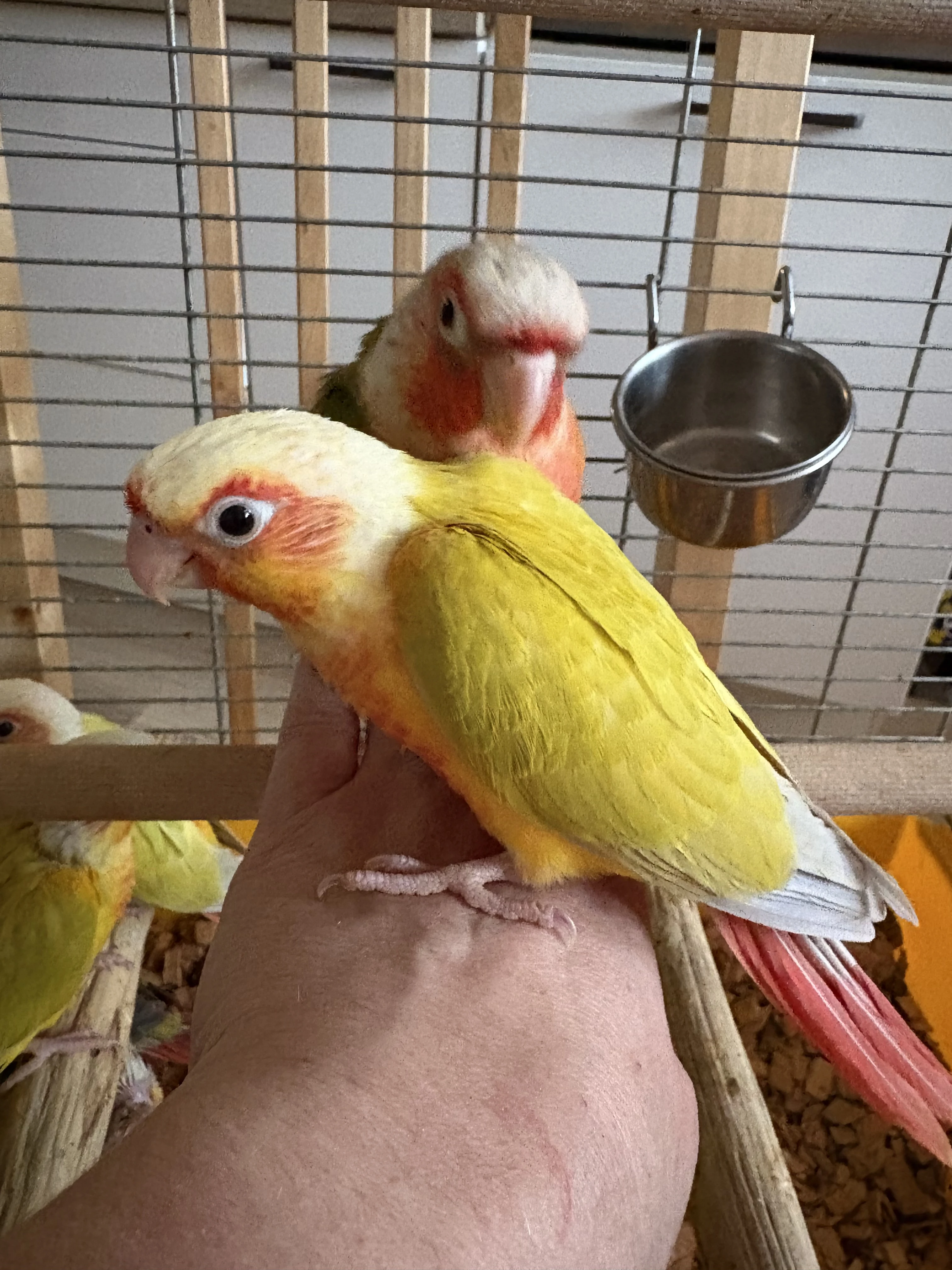 Pyrury ručně dokrmené