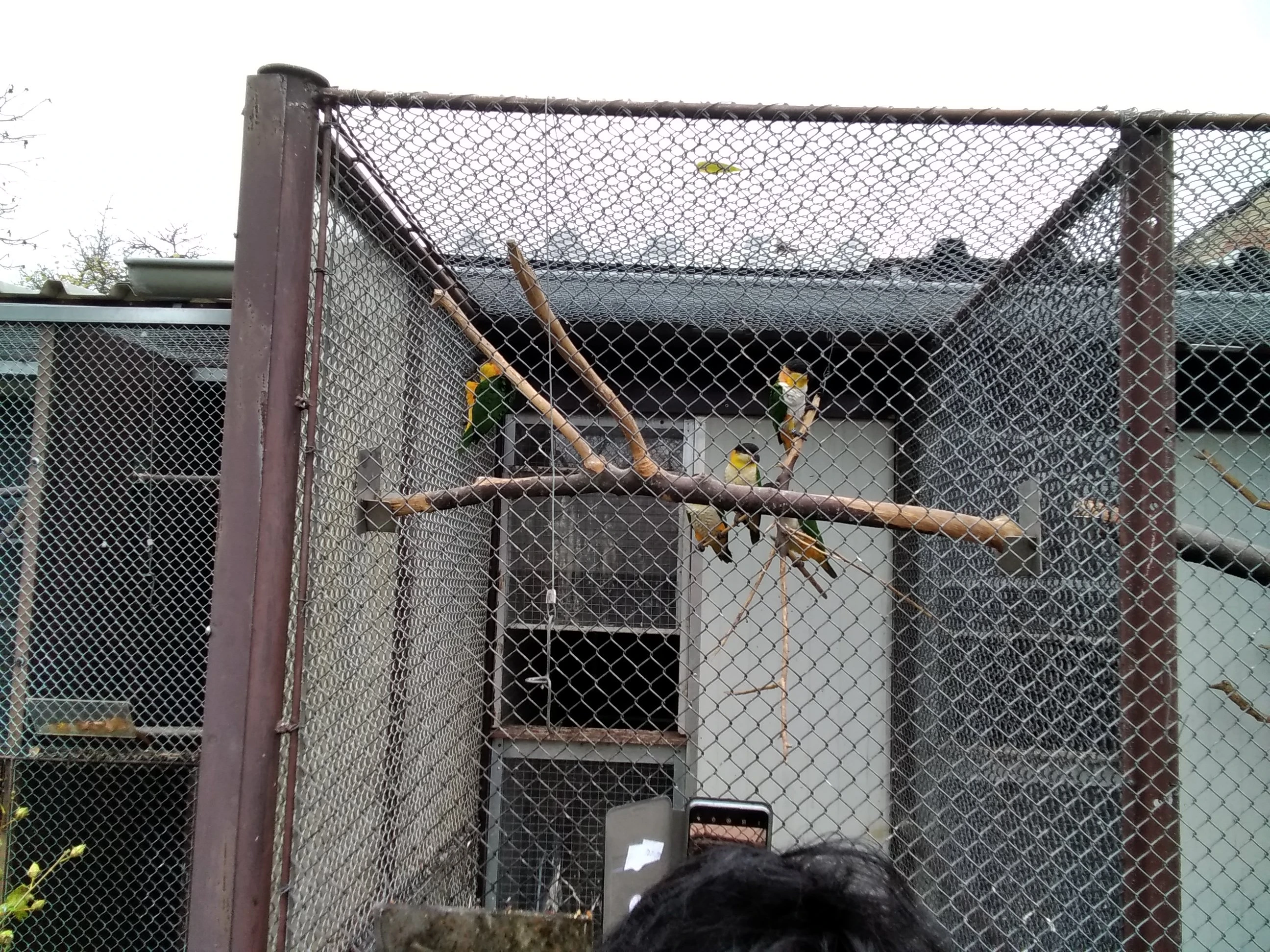 Amazonek černotemenný