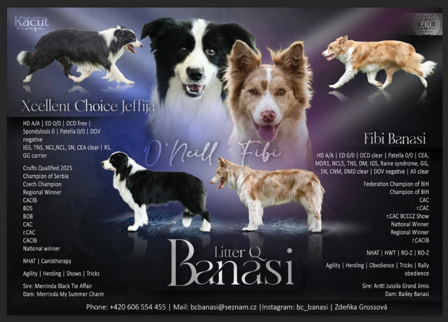 Border kolie s PP / Border Collie s PP