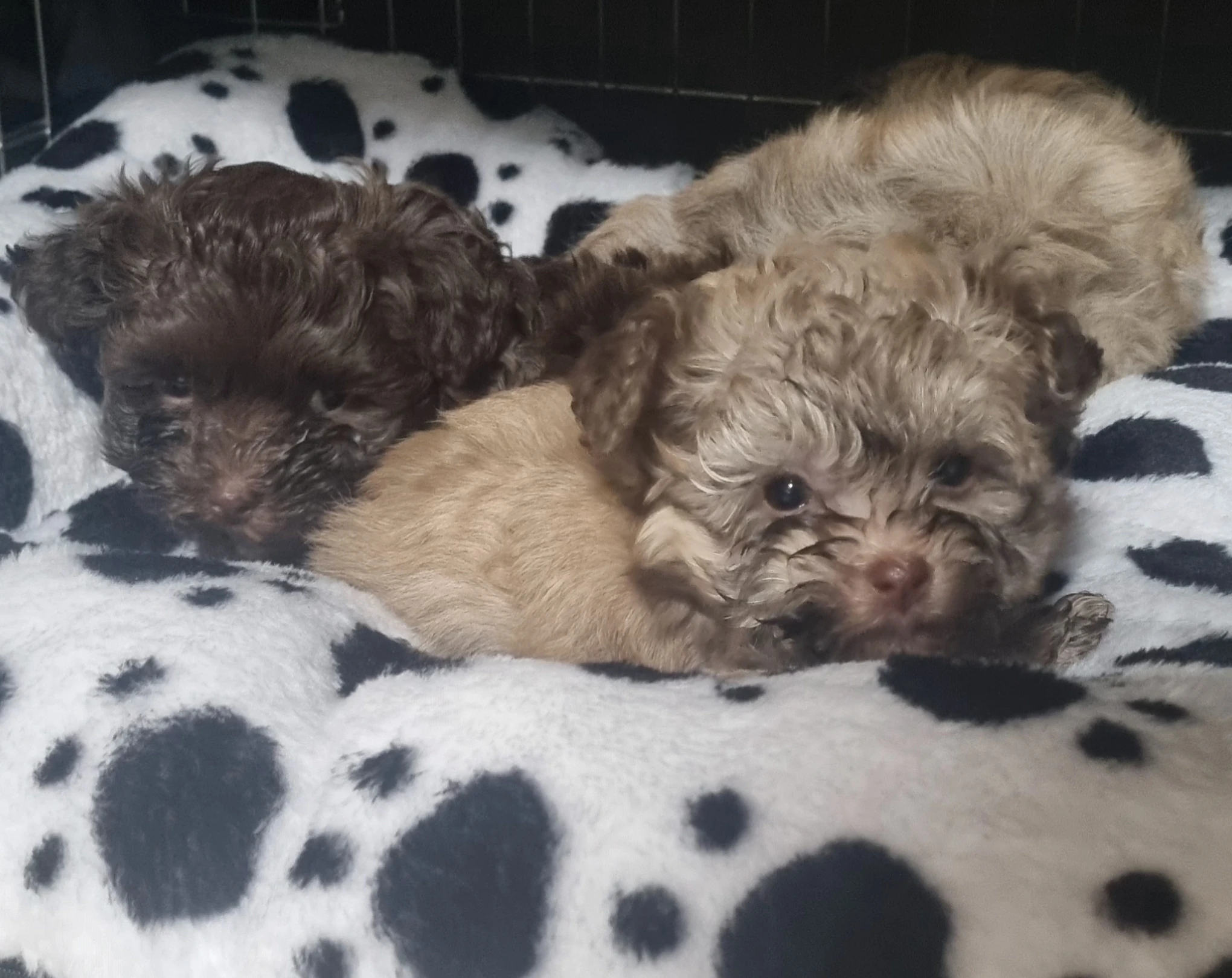 Ruská Barevná bolonka s PP