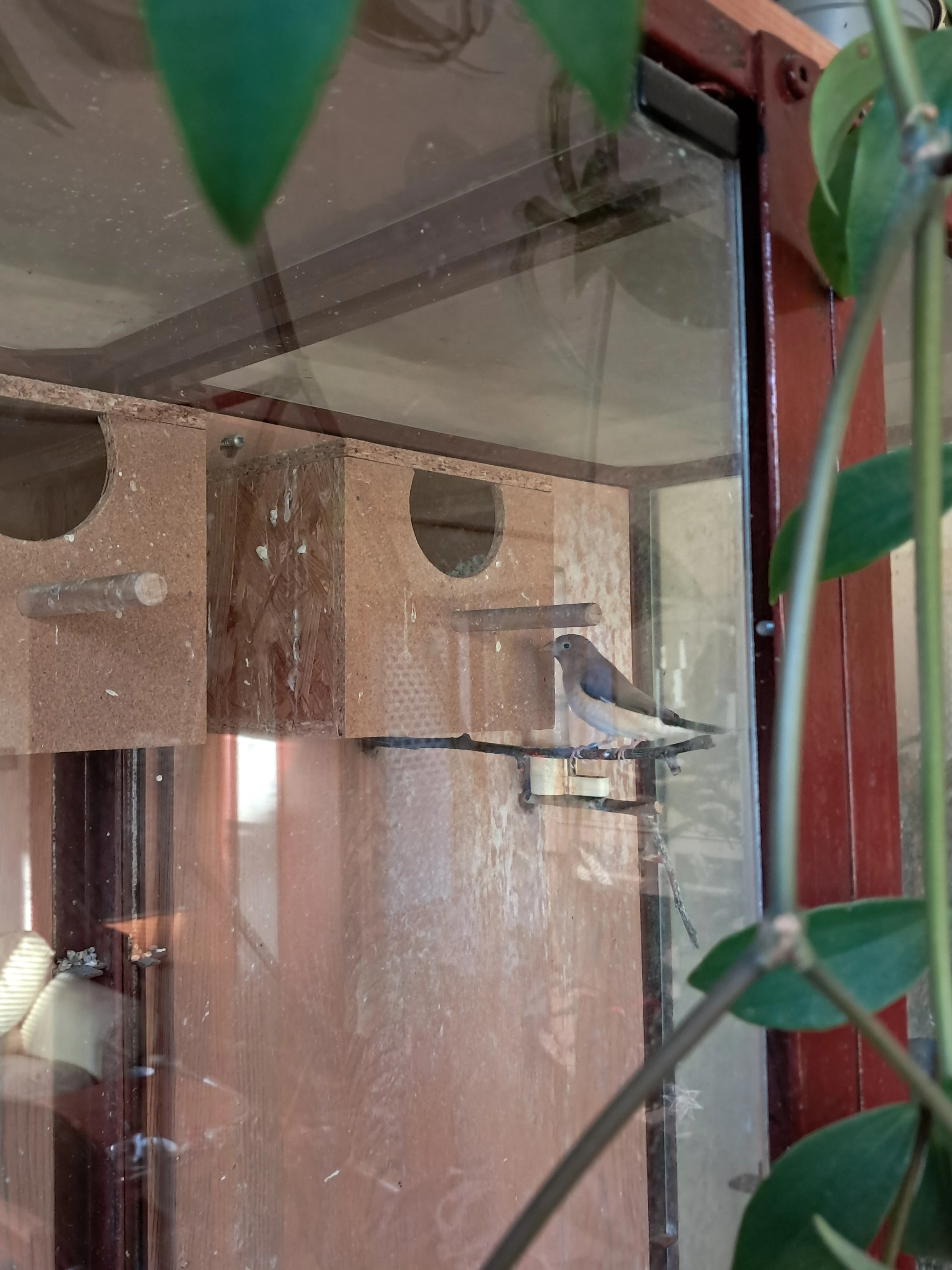 Daruji samečka stříbrozobky