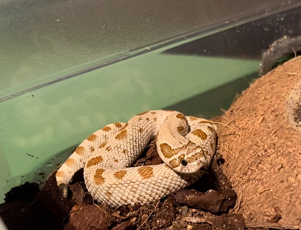 Heterodon nosatý - včetně vybavené ubikace