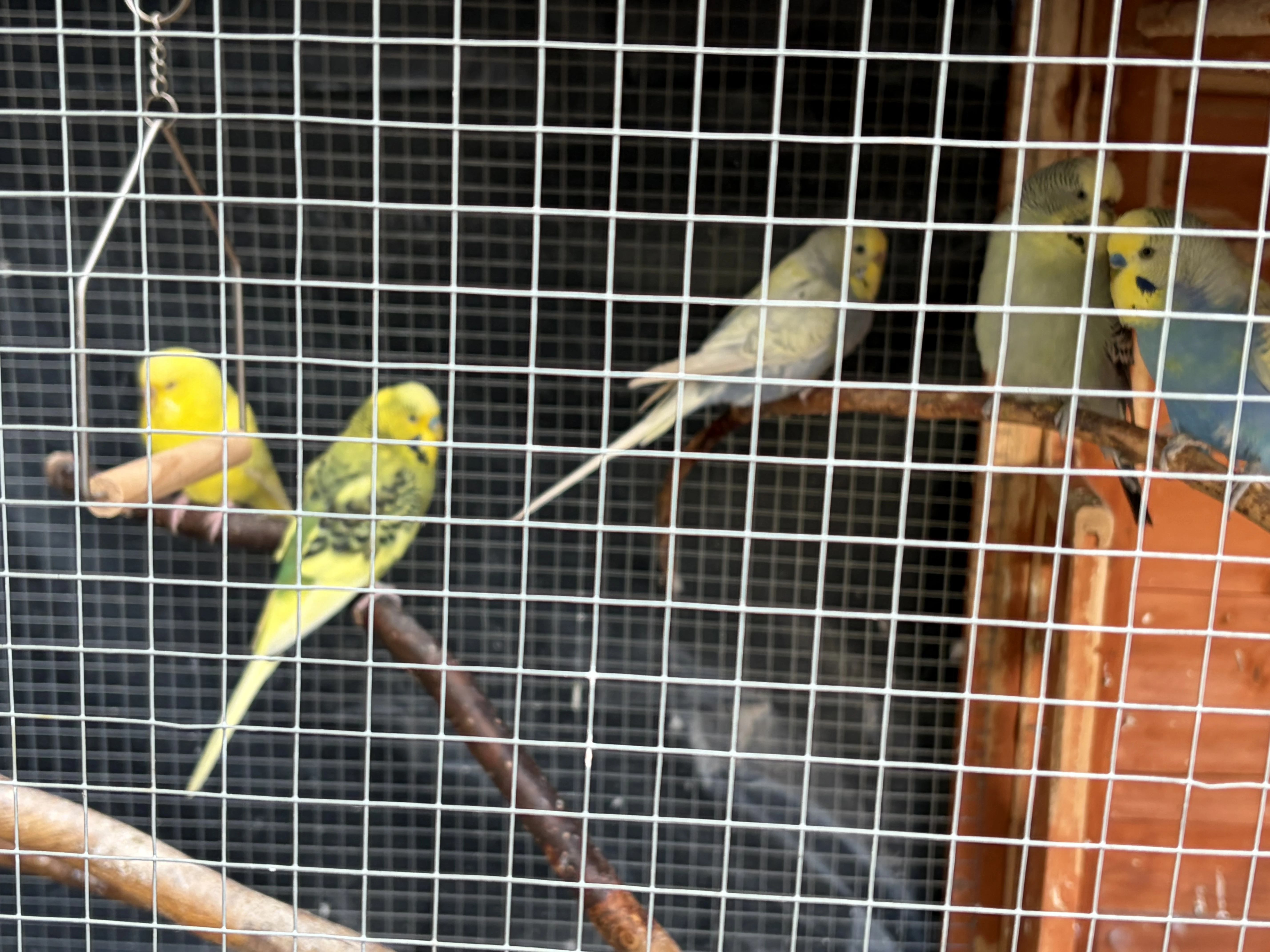 Daruji andulky do dobrých rukou