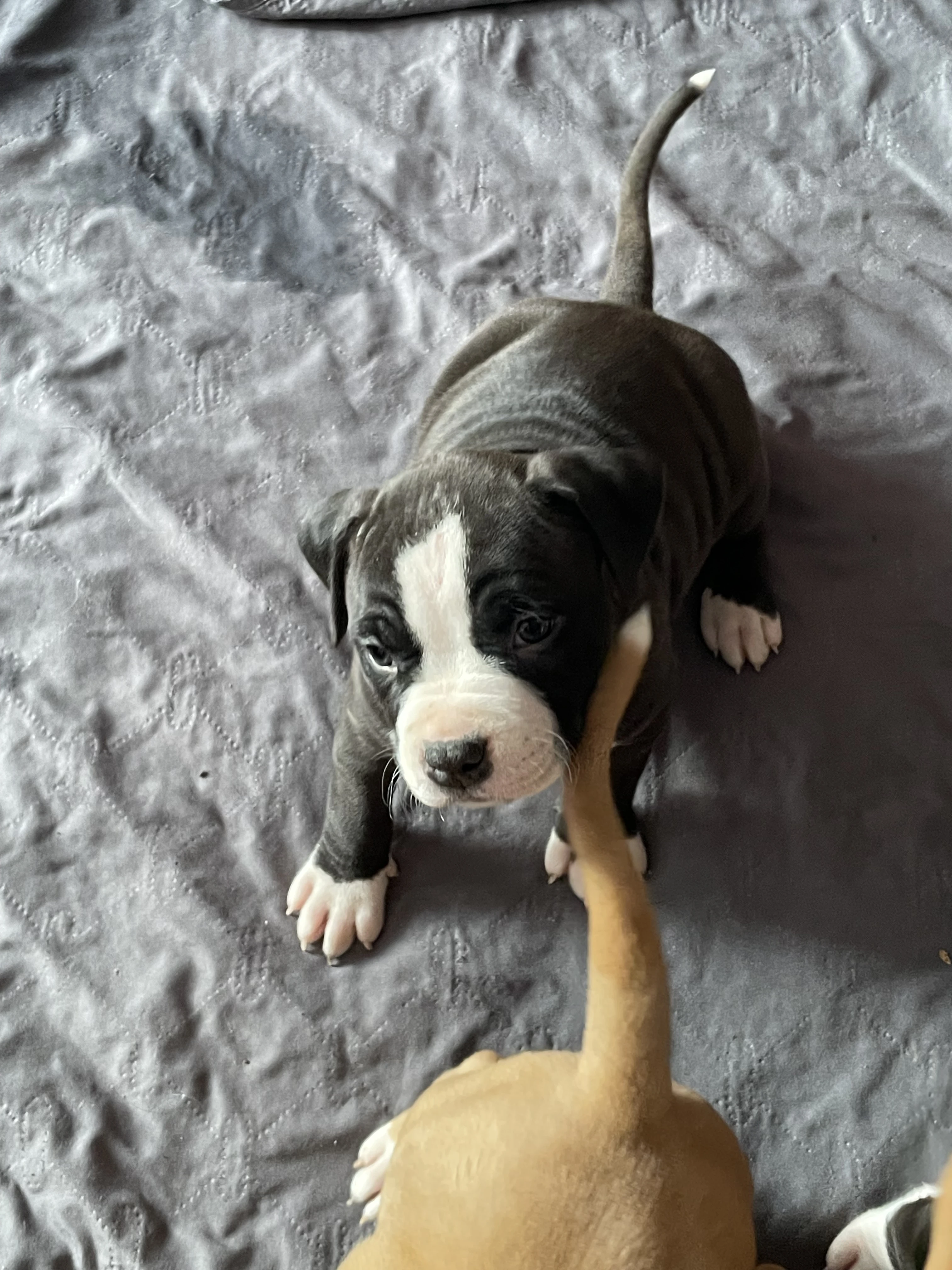 Americký stafordširský teriér s PP