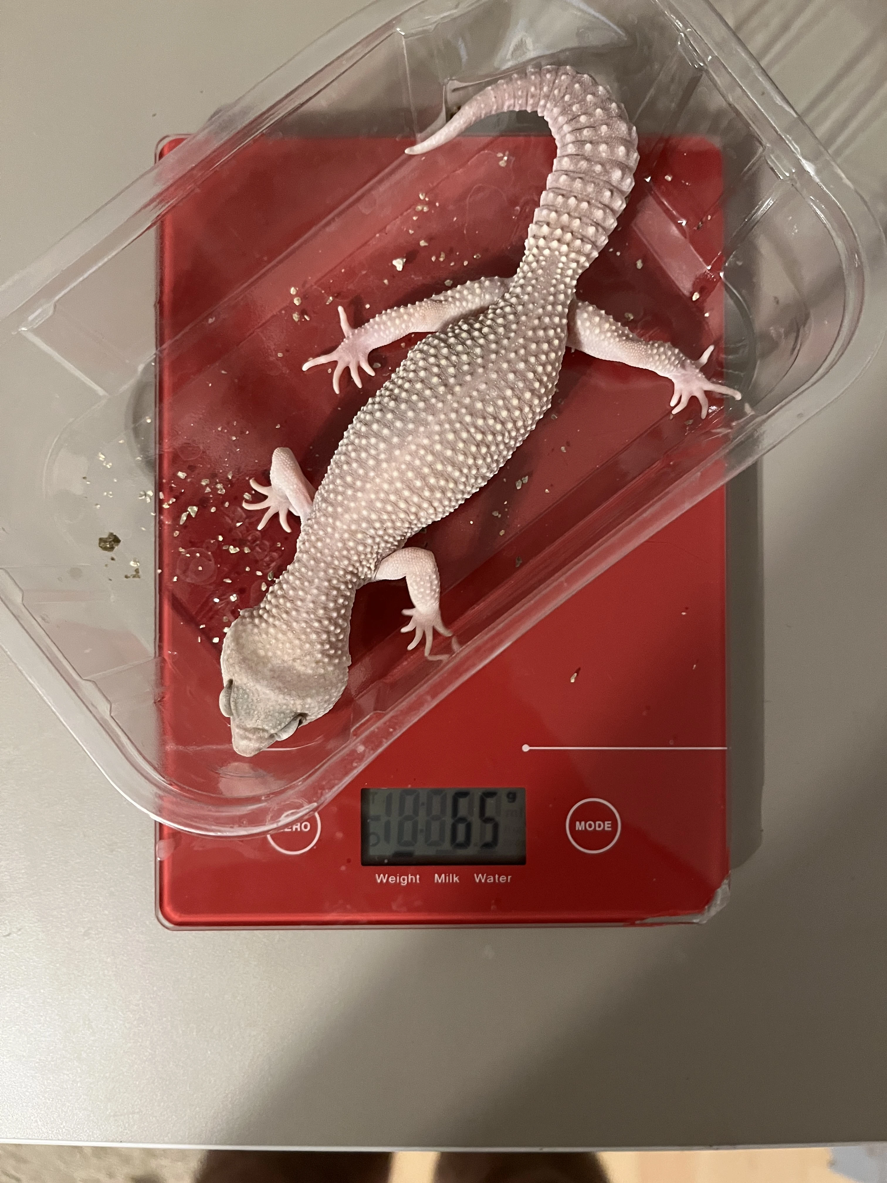 Prodám Gekončíka nočního